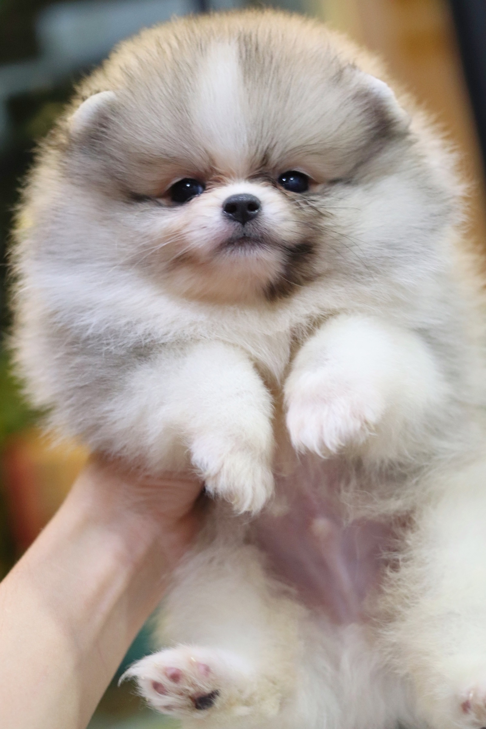 ปอมเมอเรเนียน เพศผู้ สีแฟนซี