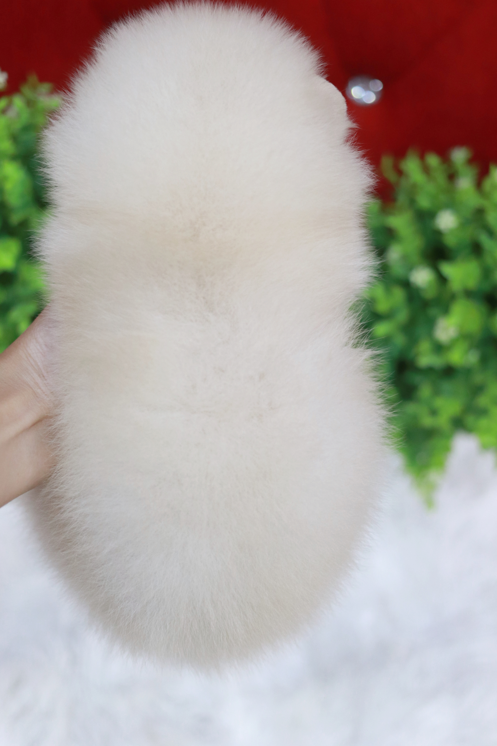 ปอมเมอเรเนียน เพศผู้ สีขาวครีม