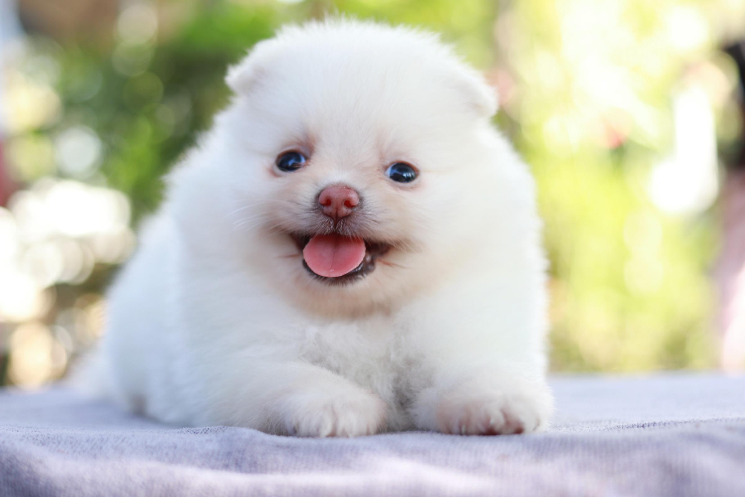 ปอมเมอเรเนียน เพศเมียขาวครีม