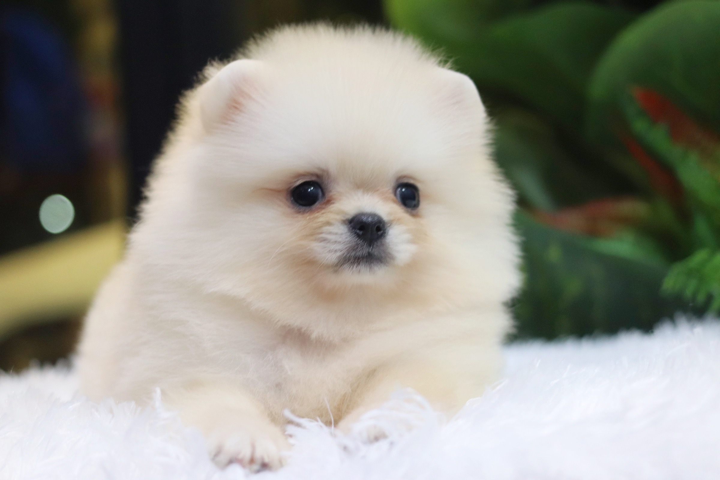 ปอมเมอเรเนียน เพศเมียขาวครีม