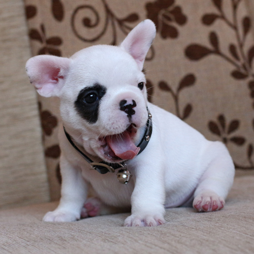 น้องไรเฟิล เฟรนช๋บูลด็อก มาร์คกิ้งโจรสลัด หน้าตาเท่ห์ๆ