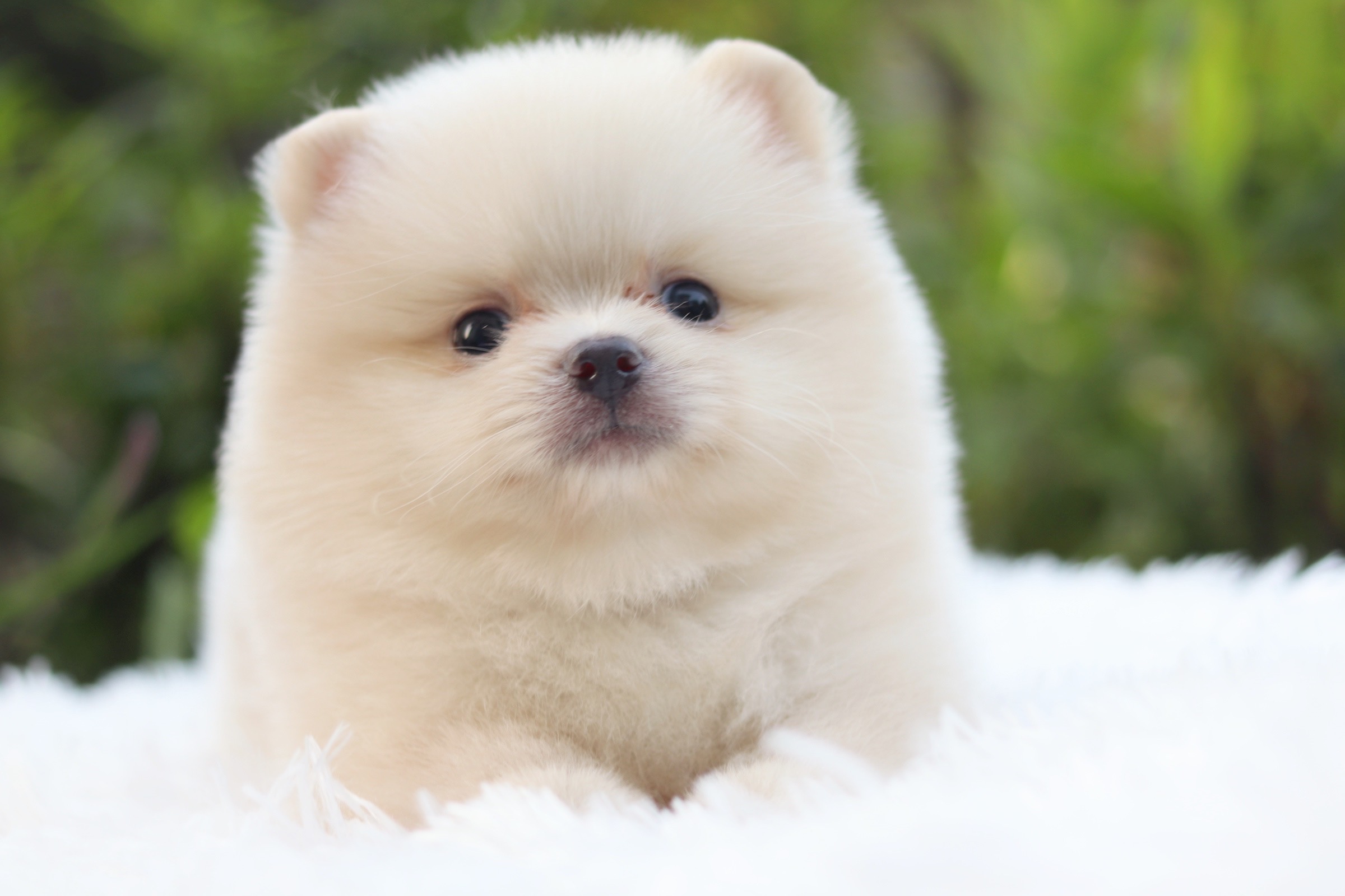 ปอมเมอเรเนียน เพศผู้ขาวครีม