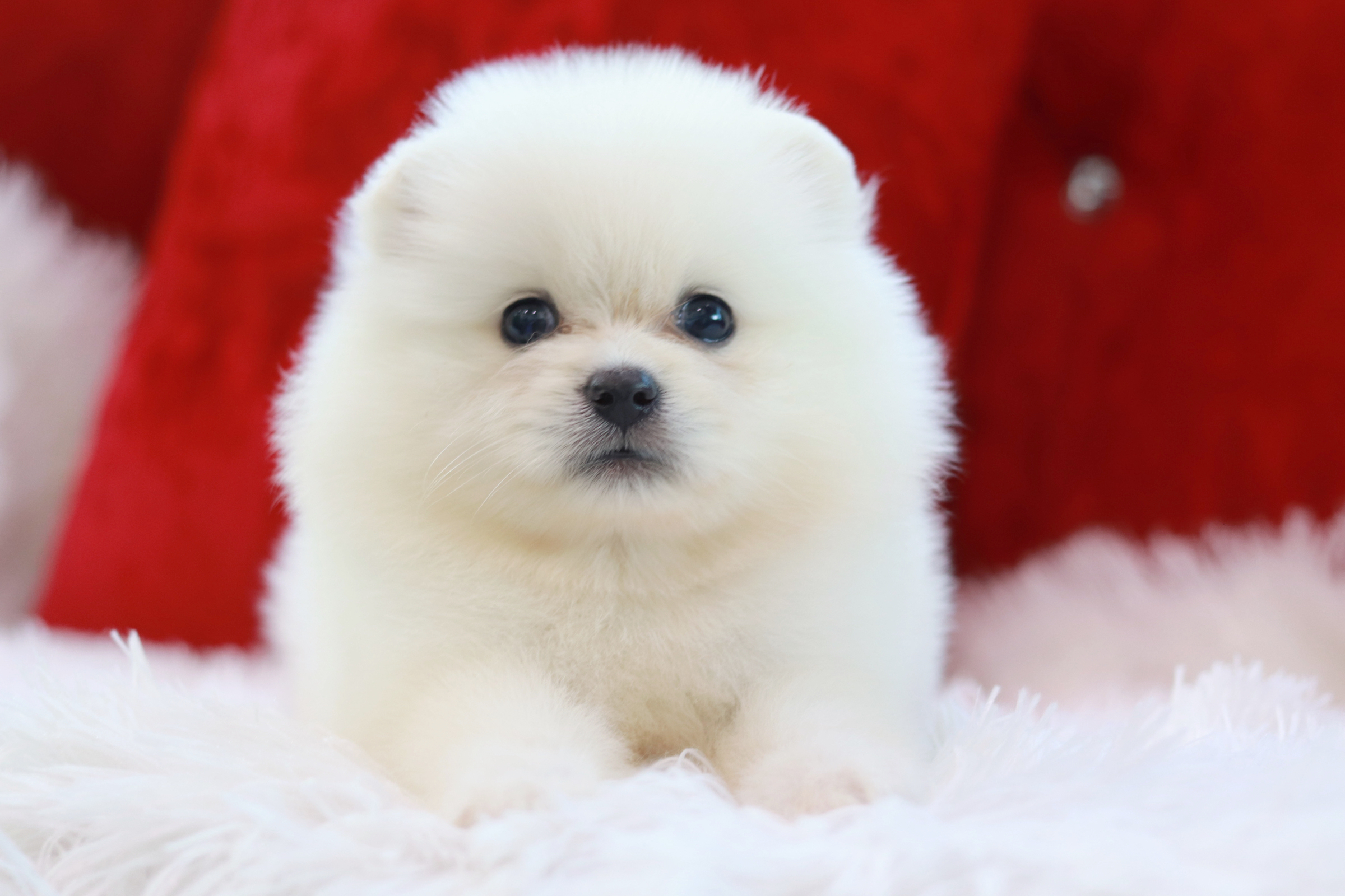 ปอมเมอเรเนียน เพศเมียหน้าฟ็อกสีขาวขนแน่นๆ