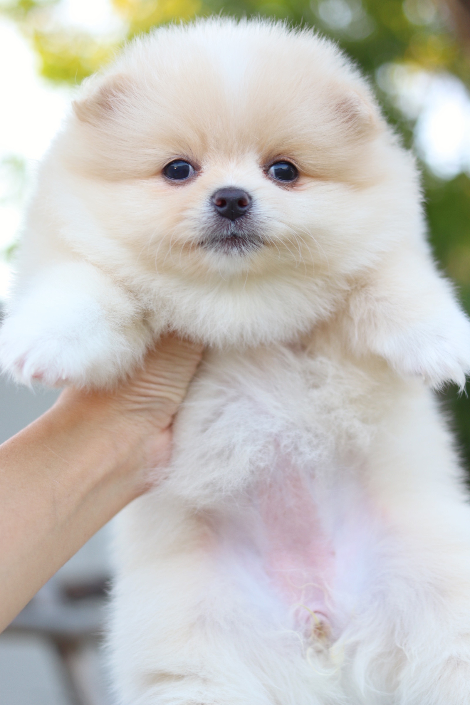 ปอมเมอเรเนียน เพศเมียสีครีม