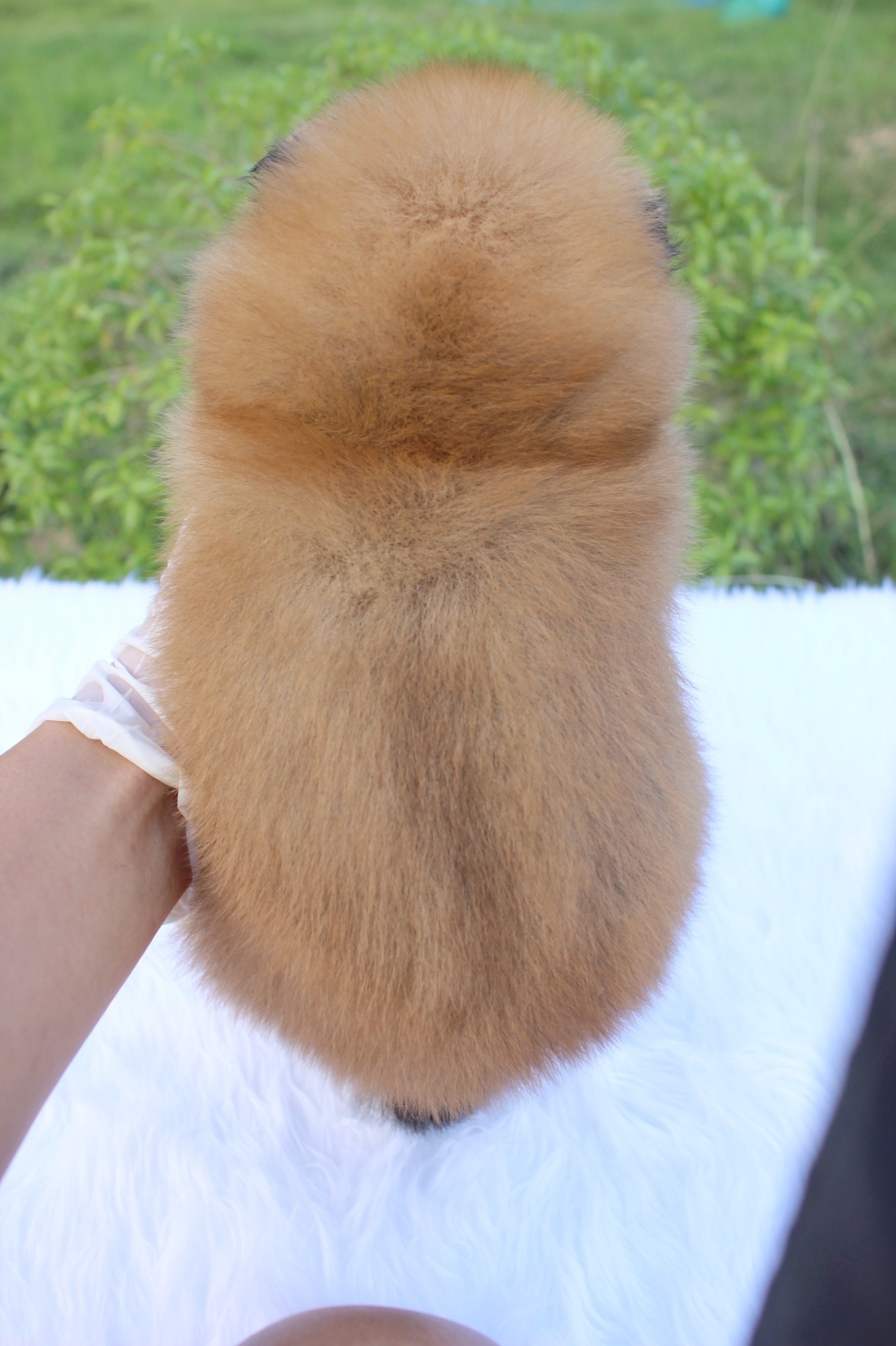 ปอมเมอเรเนียน เพศผู้ สีส้ม