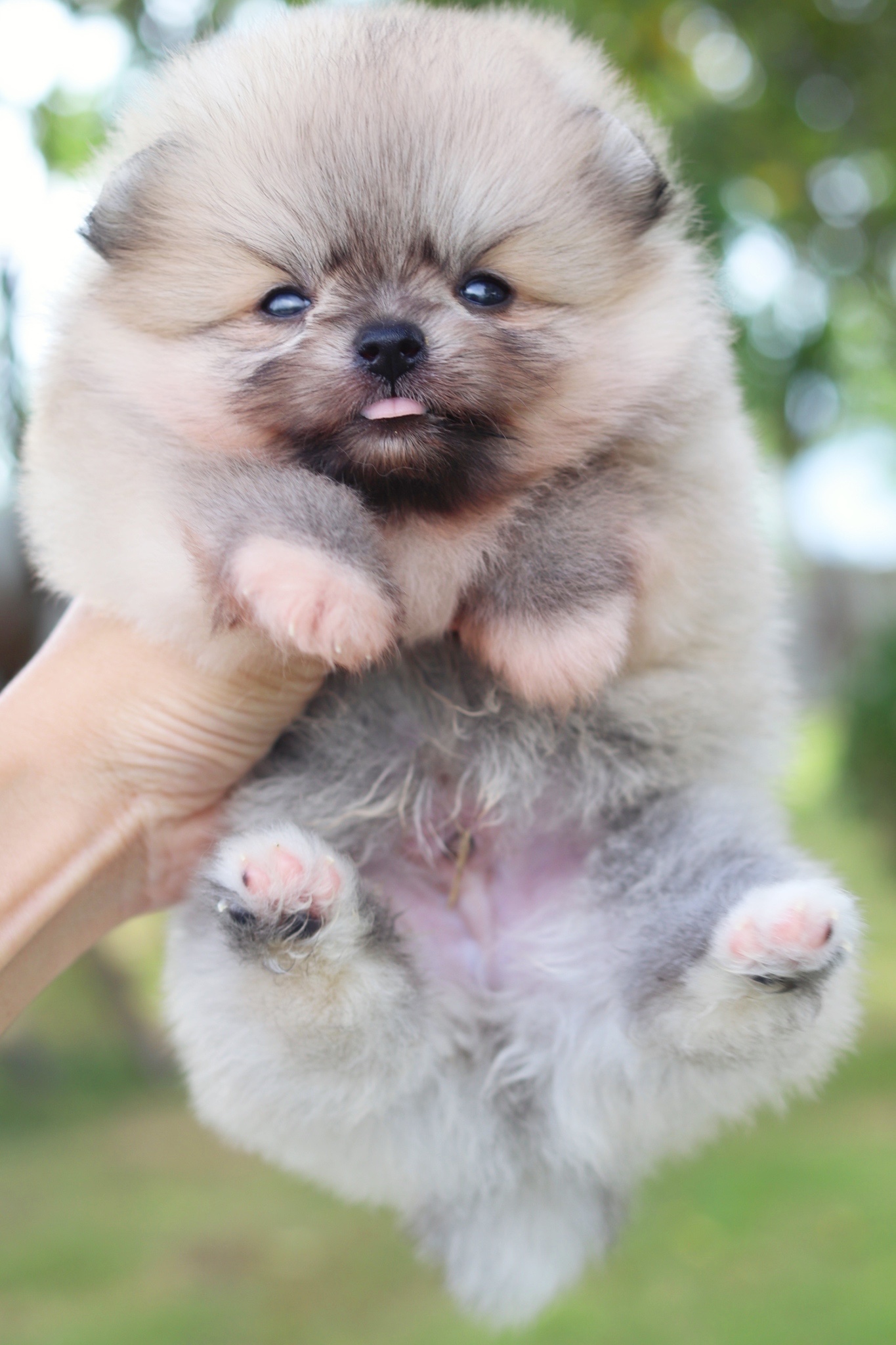 ปอมเมอเรเนียน เพศผู้สีส้ม