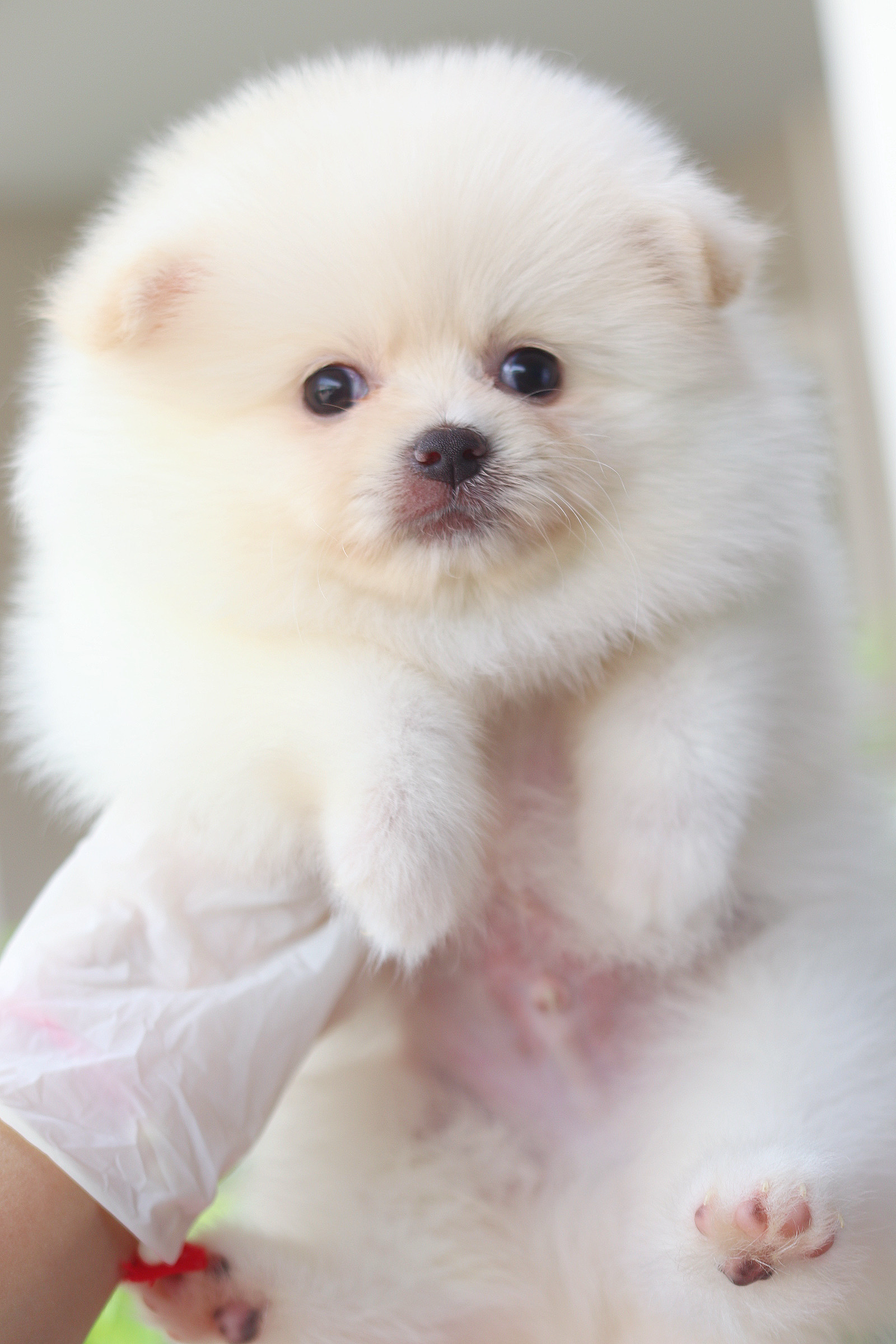 ปอมเมอเรเนียน เพศผู้ สีขาวครีม