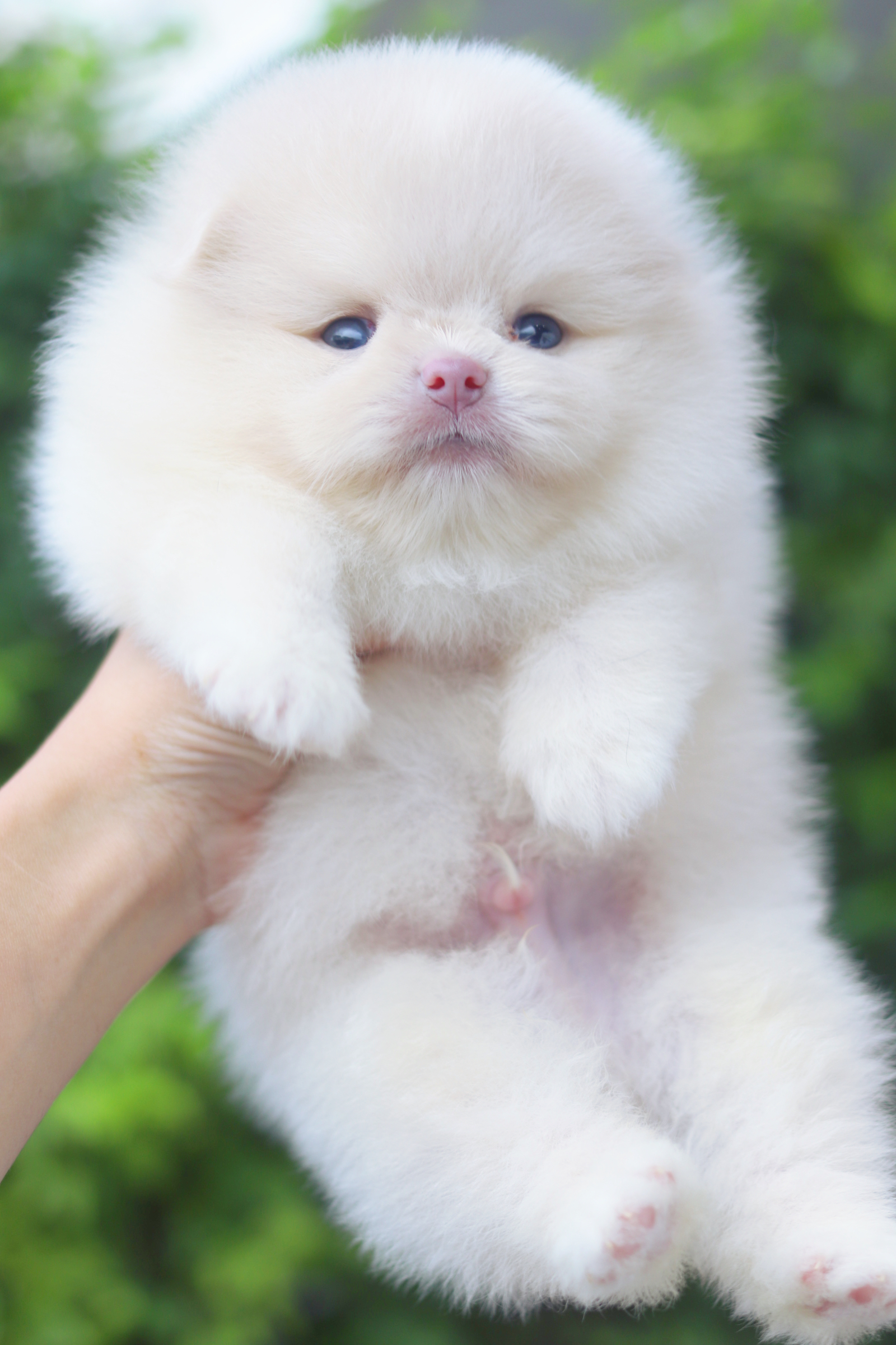 ปอมเมอเรเนียน เพศผู้ สีขาวครีม เกรดโชว์