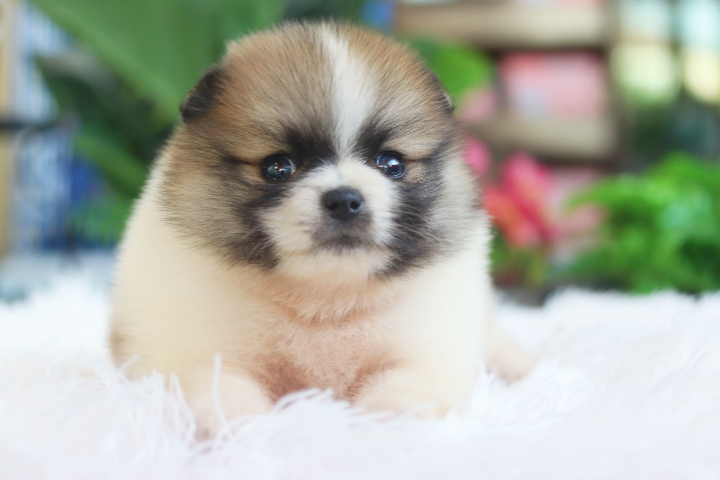 ปอมเมอเรเนียน เพศผู้แฟนซี