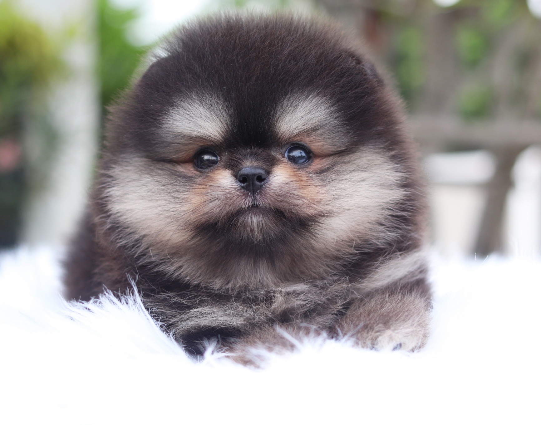 ปอมเมอเรเนียน เพศเมียสีแบล็คแทนเกรดโชว์