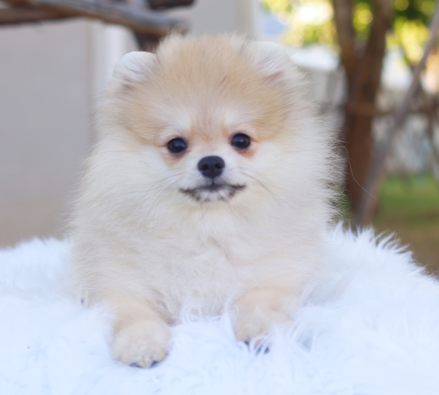 ปอมเมอเรเนียน เพศเมียสีส้ม