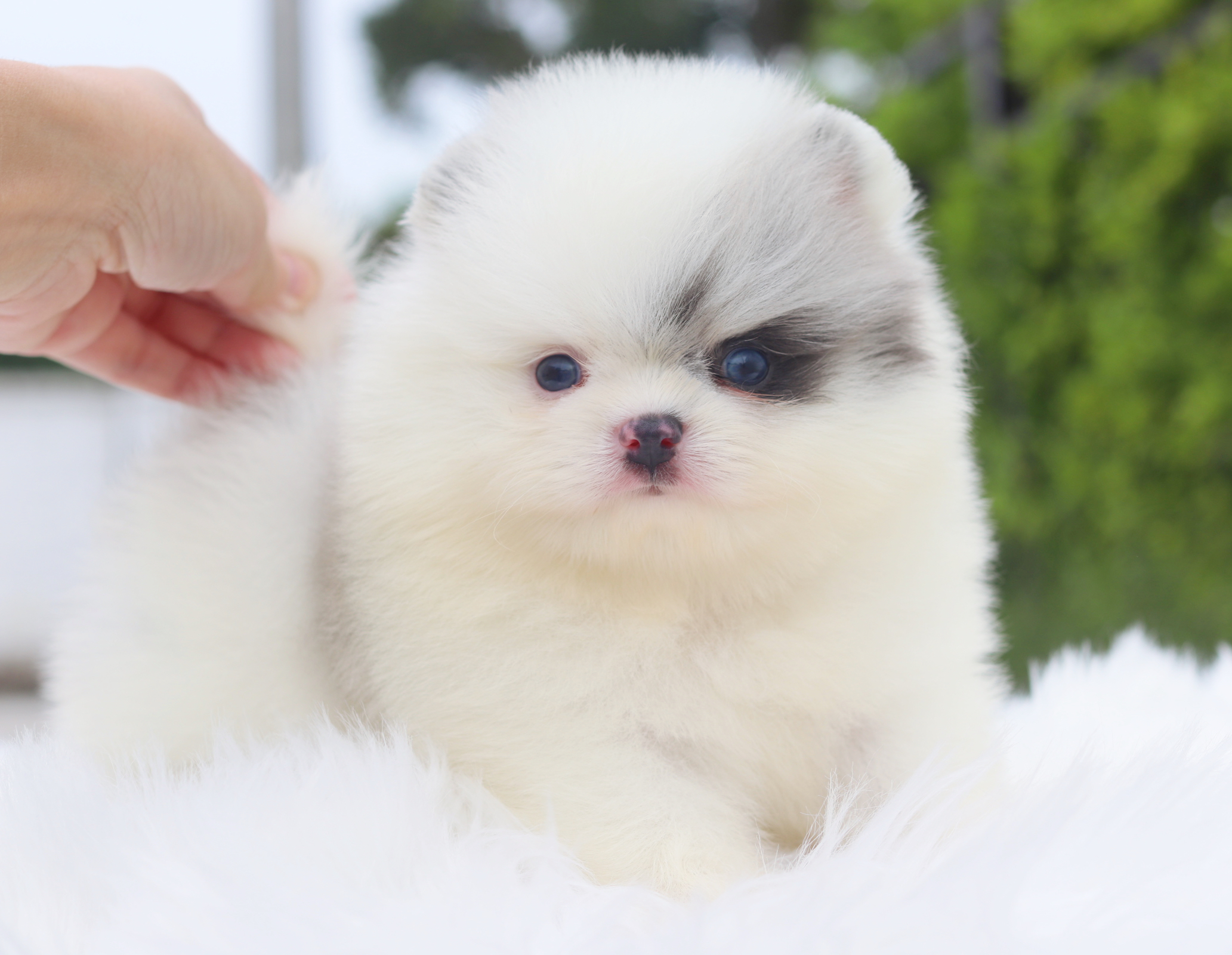 ปอมเมอเรเนียน เพศผู้ สีแฟนซีเมอร์เร่