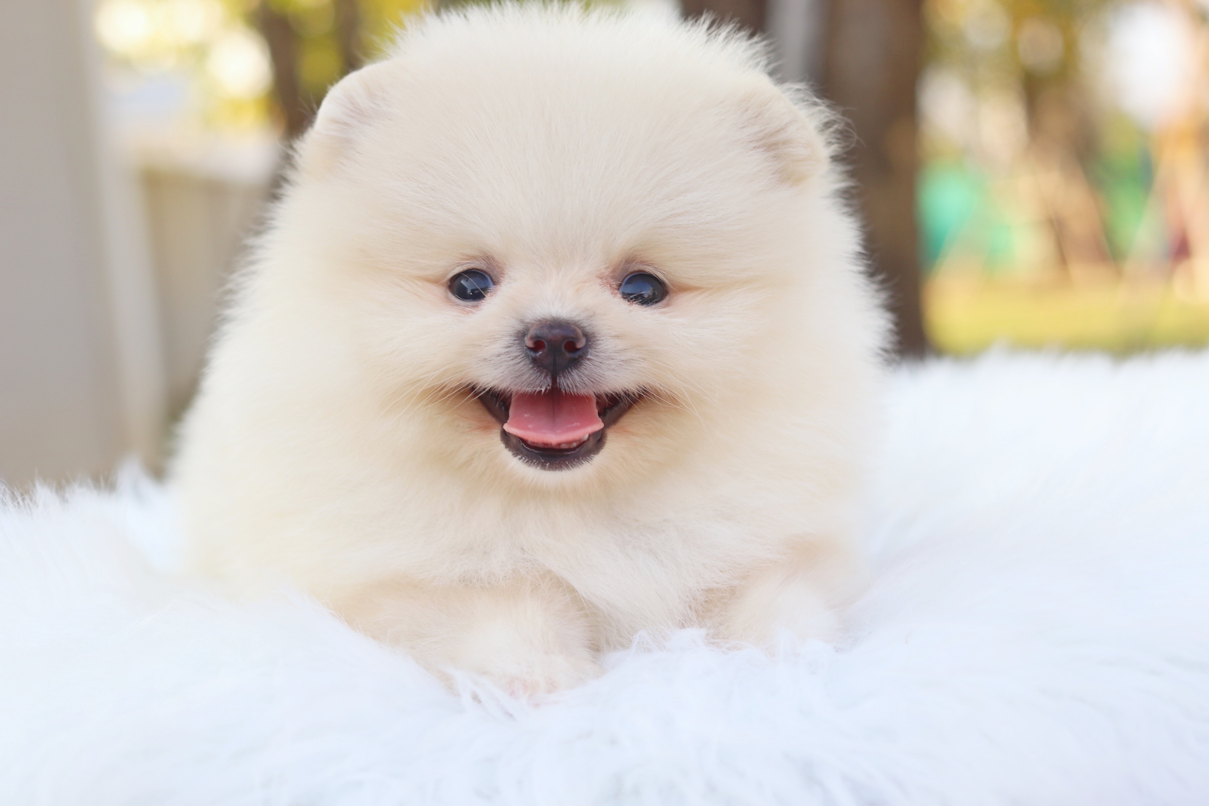 ปอมเมอเรเนียน เพศผู้ สีขาวครีม