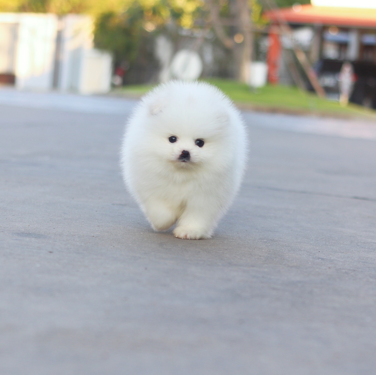 ปอมเมอเรเนียน เพศผู้ สีขาวครีม เกรดโชว์