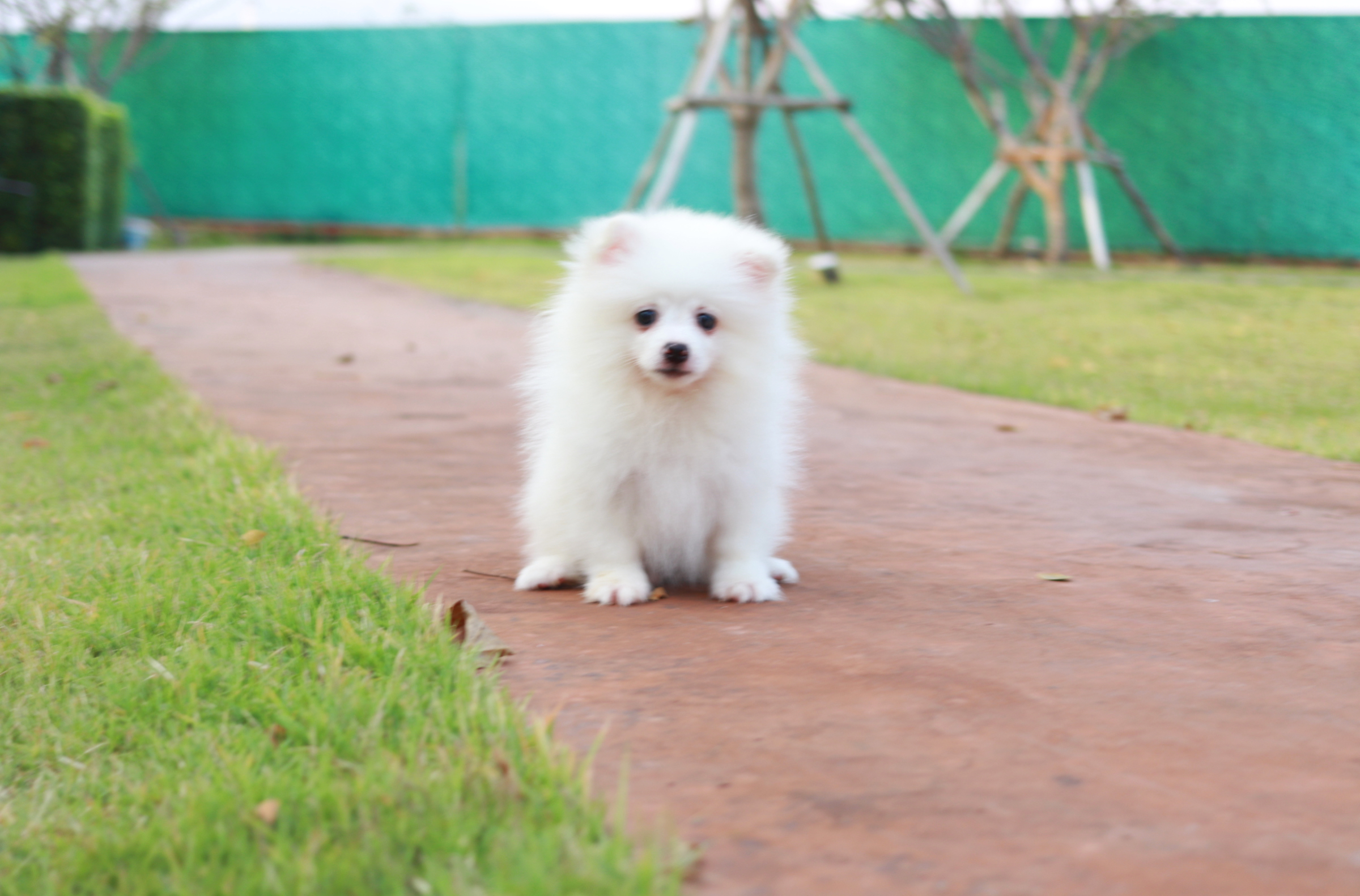 ปอมเมอเรเนียน เพศผู้ สามเดือน