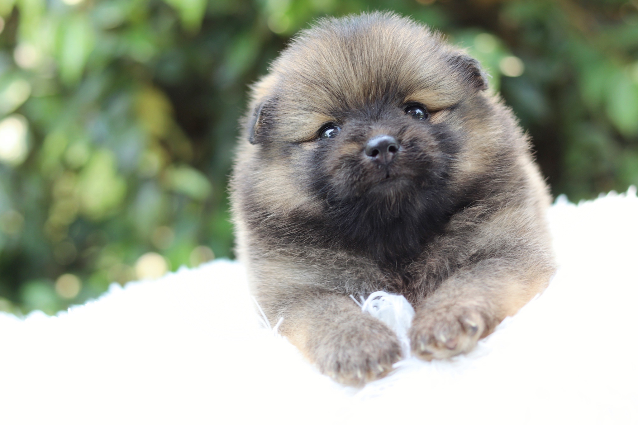 ปอมเมอเรเนียน เพศผู้ สีส้ม