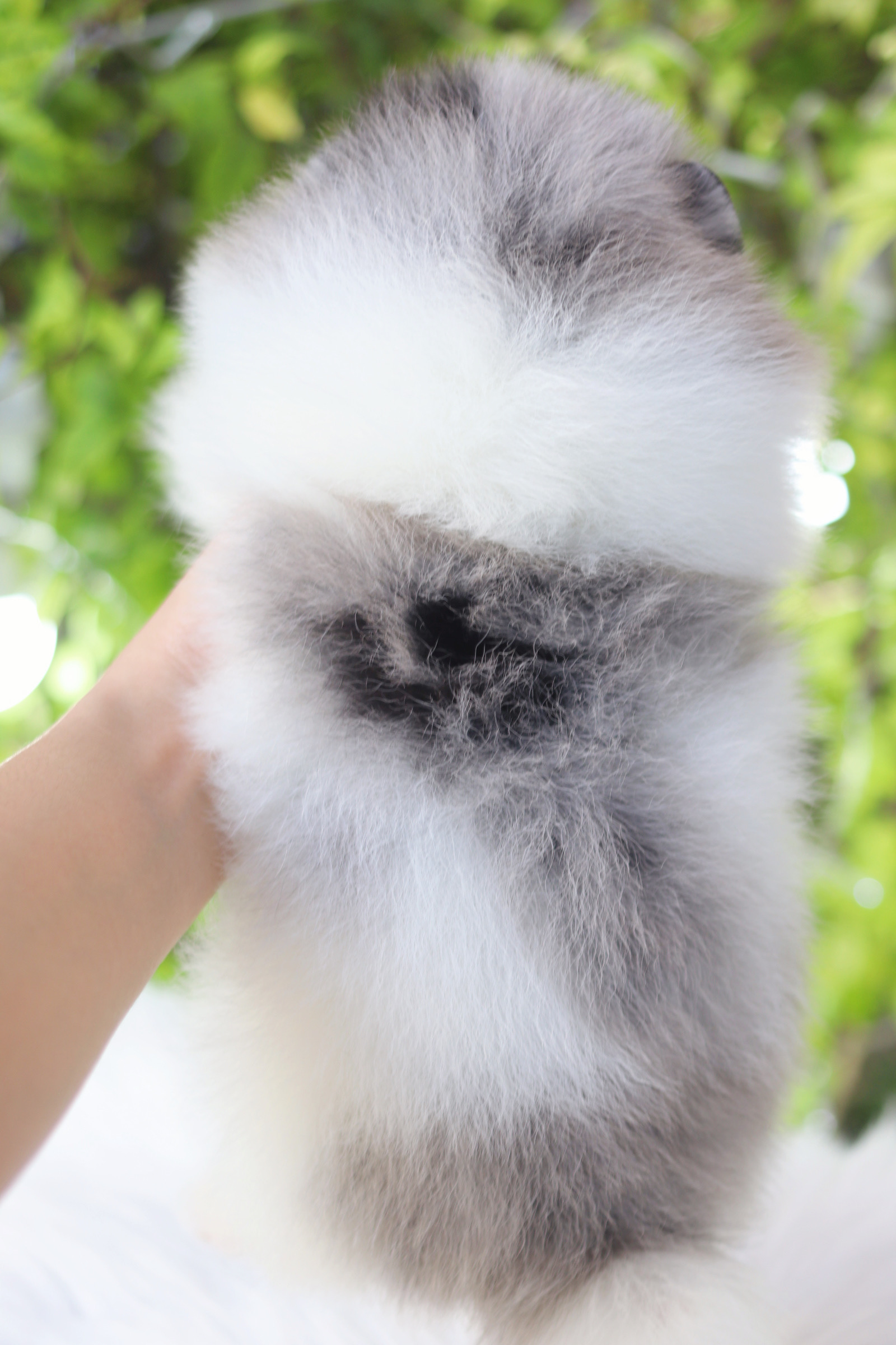 ปอมเมอเรเนียน เพศเมียสีแฟนซีเมอร์เร่