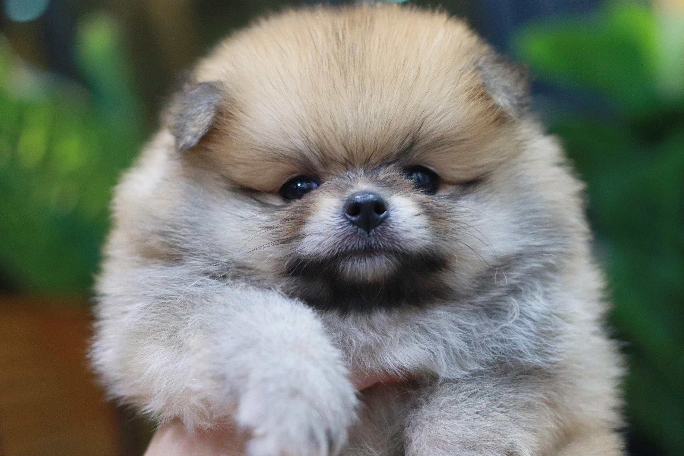 ปอมเมอเรเนียน เพศเมีย