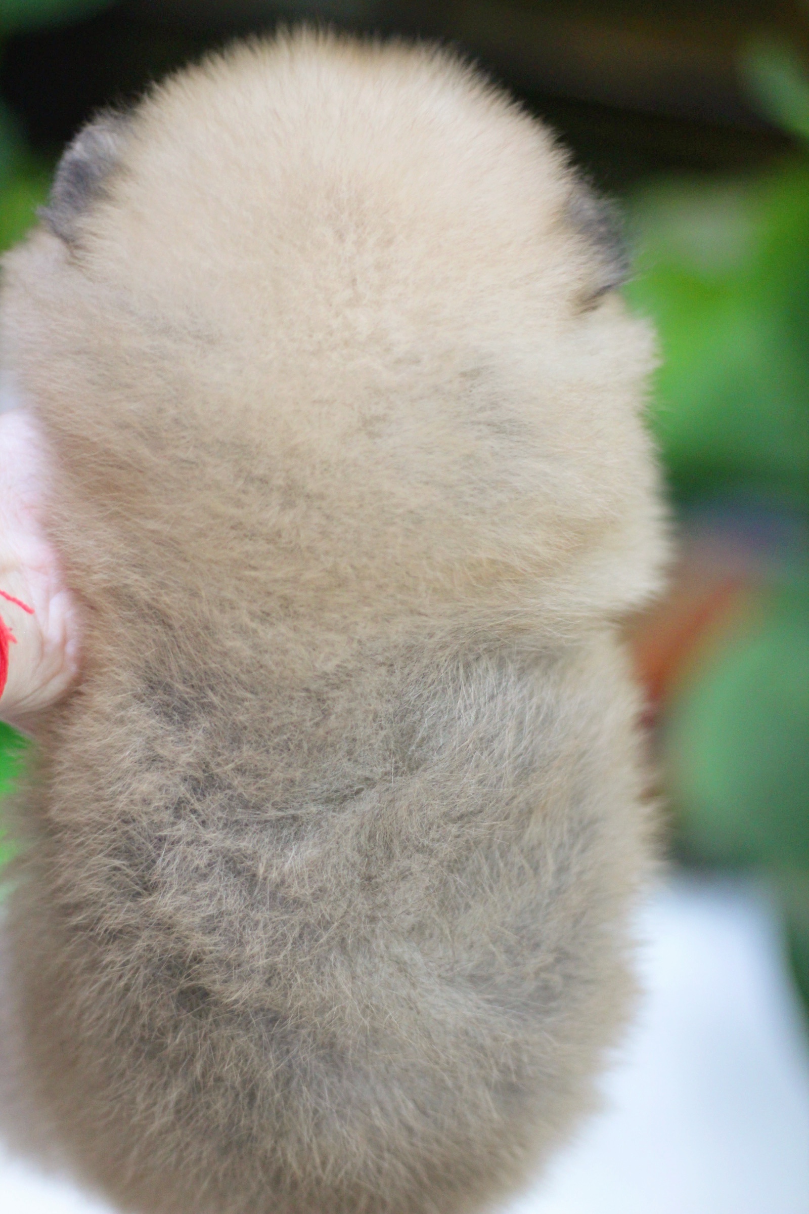 ปอมเมอเรเนียน เพศเมียสีส้ม