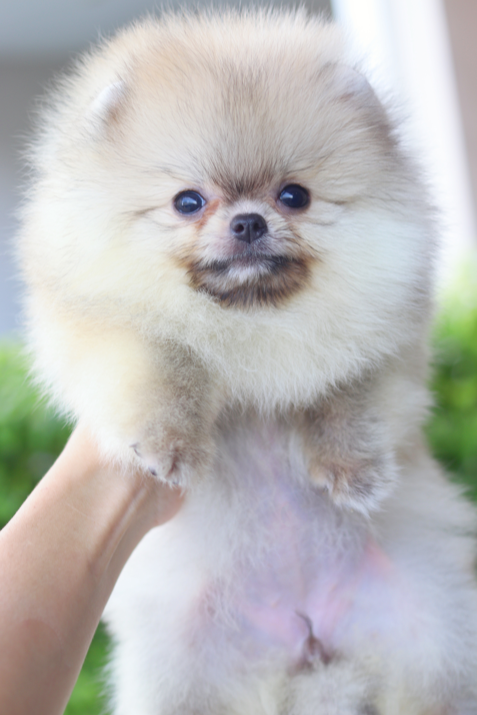 ปอมเมอเรเนียน เพศเมียสีส้ม ไซส์เล็ก