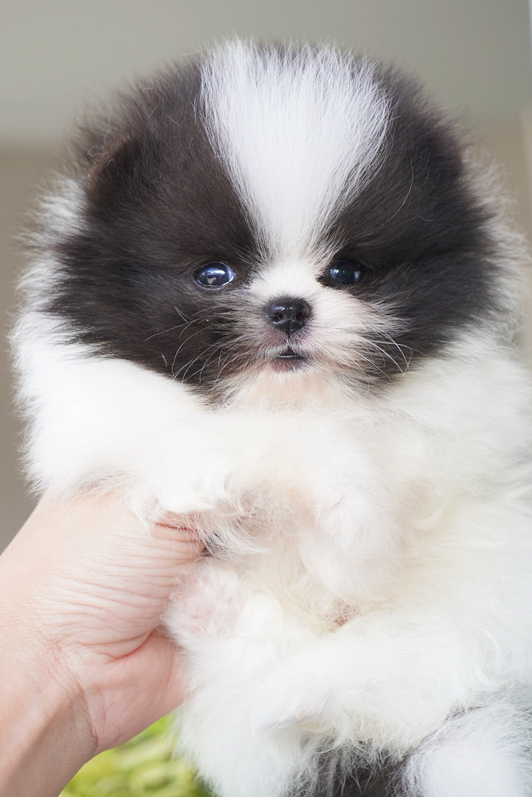 ปอมเมอเรเนียน เพศผู้ สีไตรคัลเลอร์เกรดโชว์