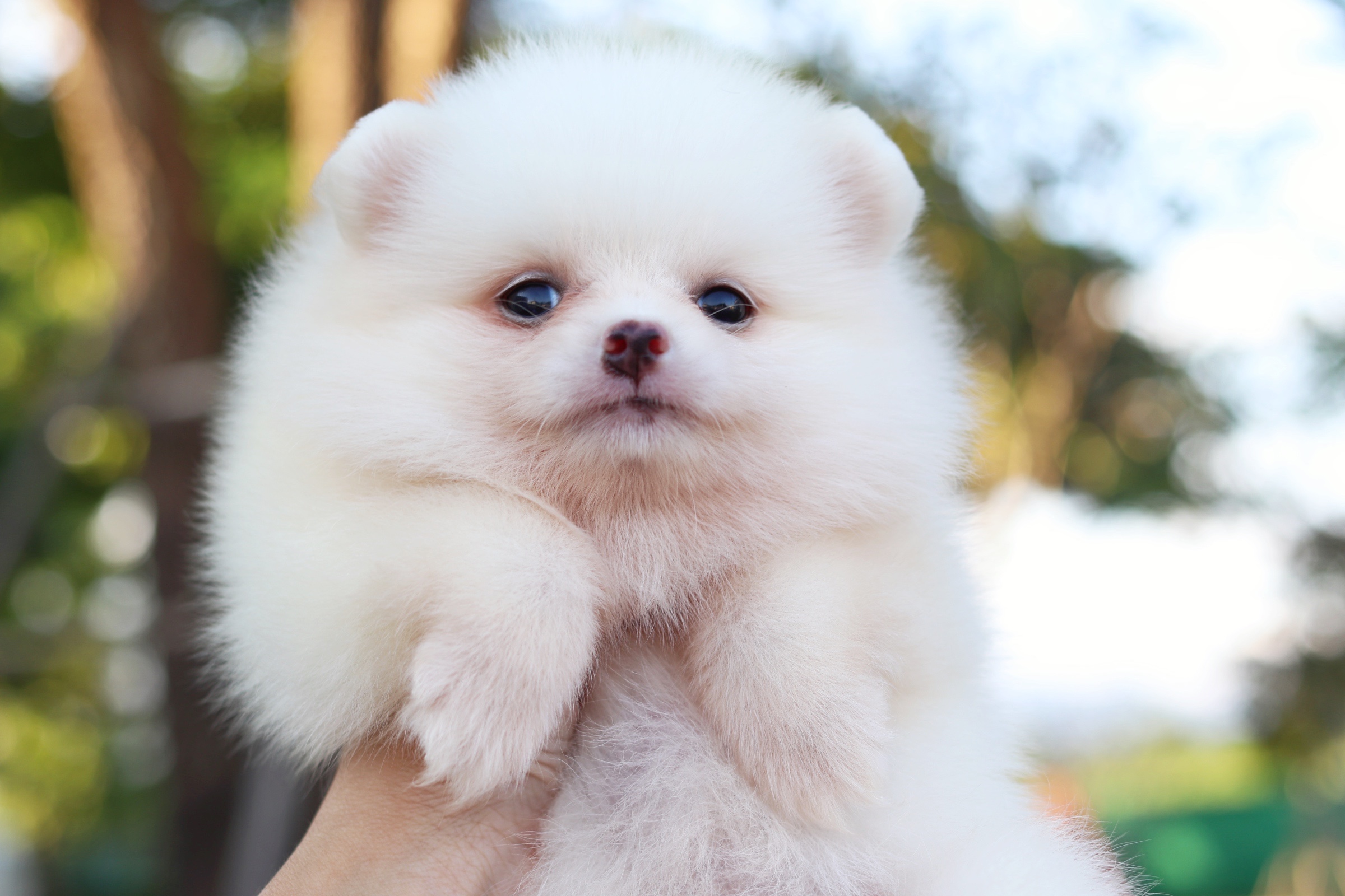 ปอมเมอเรเนียน เพศเมีย สีขาวครีม หน้าฟ็อก