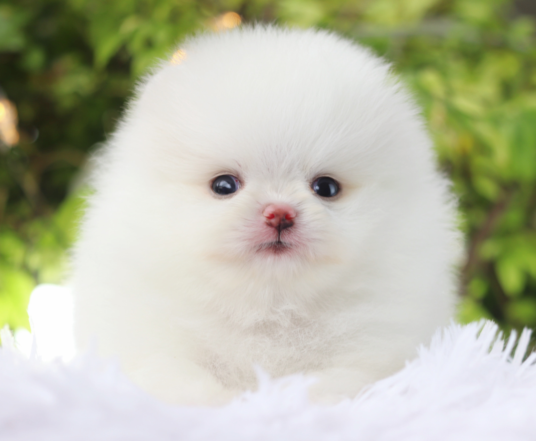ปอมเมอเรเนียน เพศผู้ สีขาวลูกครึ่งเกาหลี