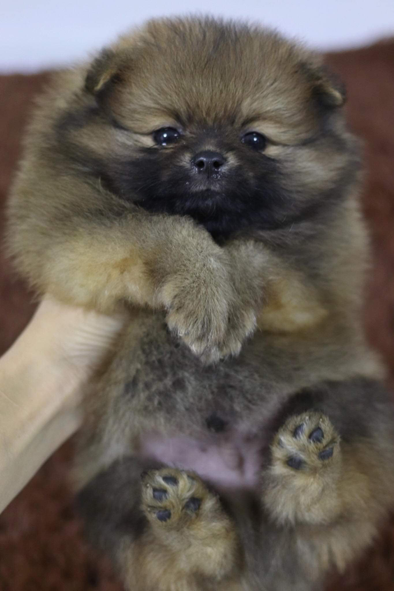 ปอมเมอเรเนียน เพศผู้