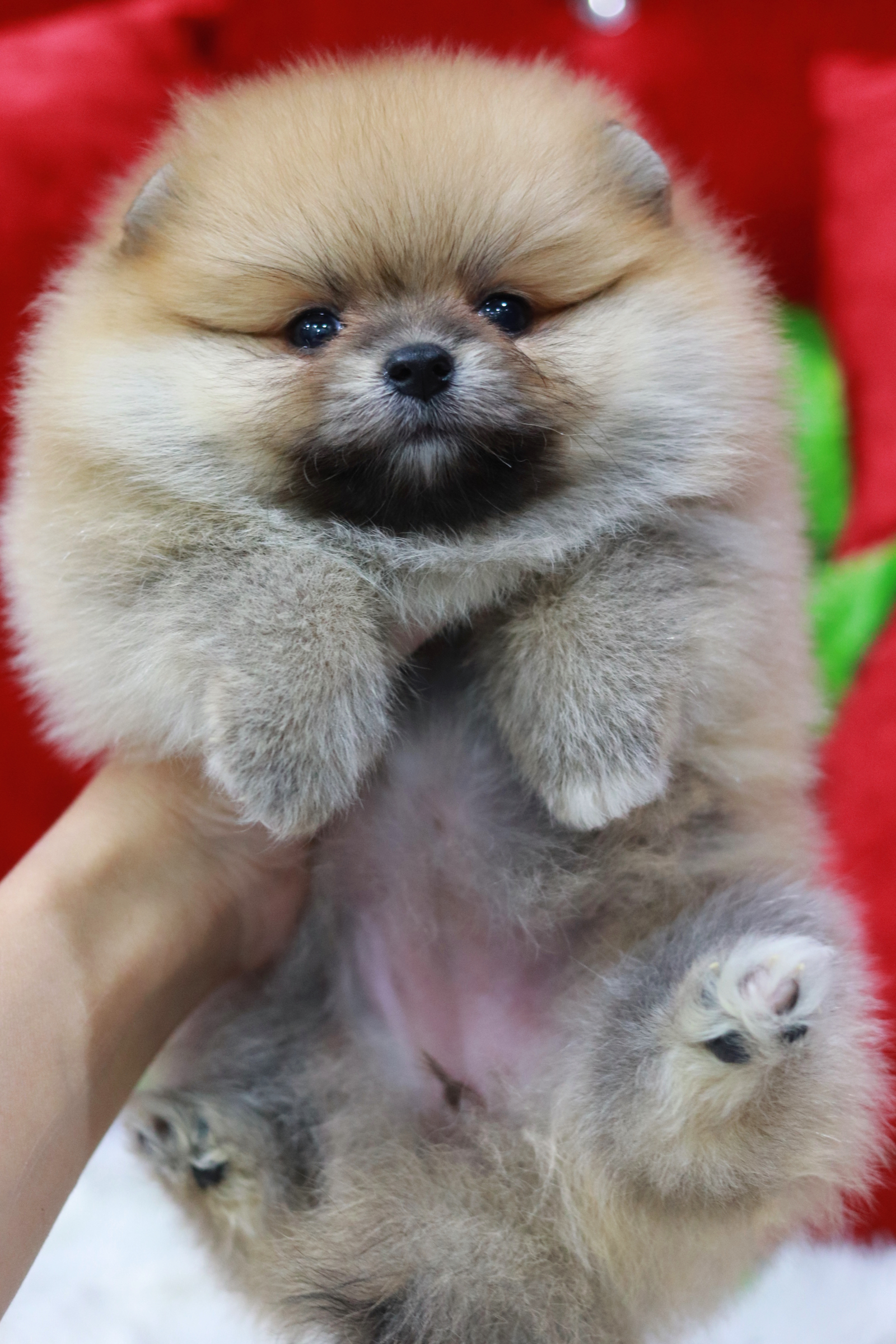 ปอมเมอเรเนียน เพศเมียสีส้ม หน้าตุ๊กตา