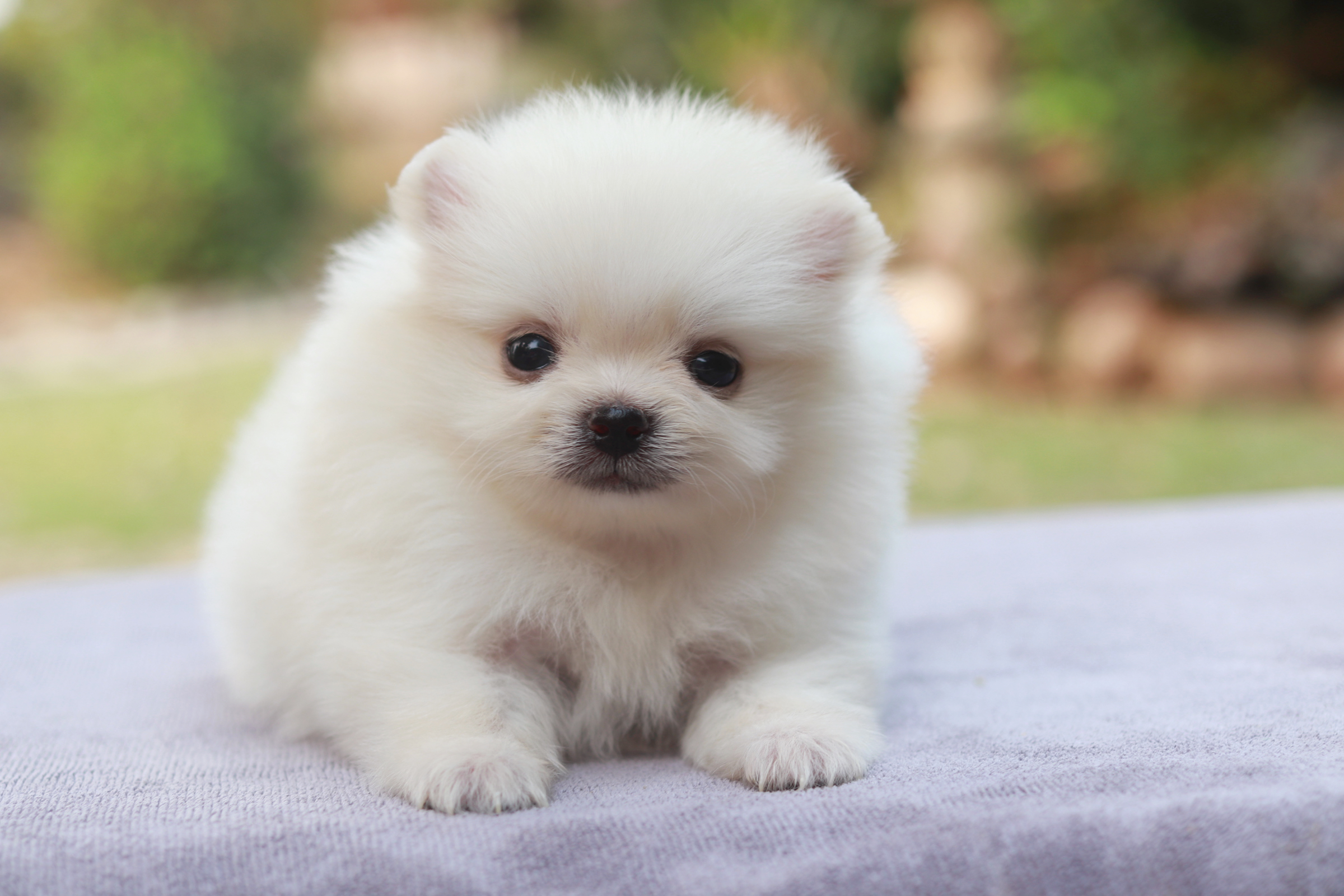 ปอมเมอเรเนียน เพศเมีย