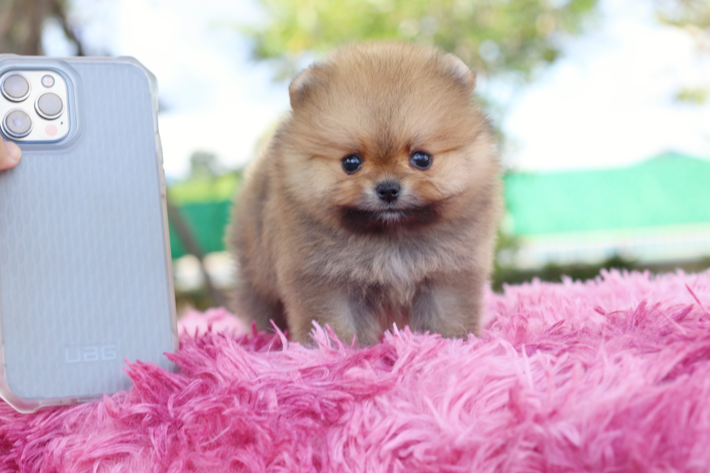 ปอมเมอเรเนียน เพศเมียสีส้มเกรดโชว์