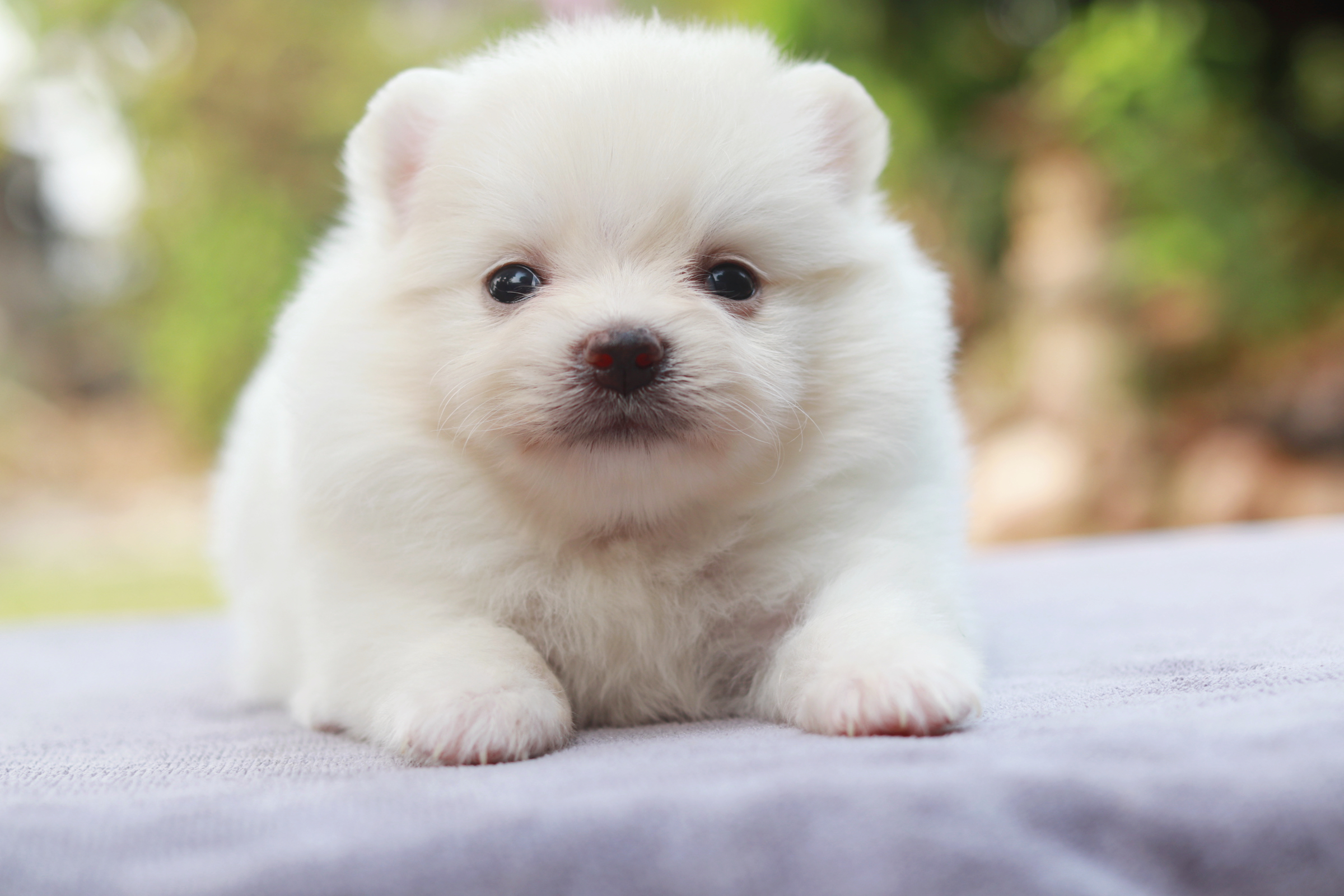 ปอมเมอเรเนียน เพศเมีย