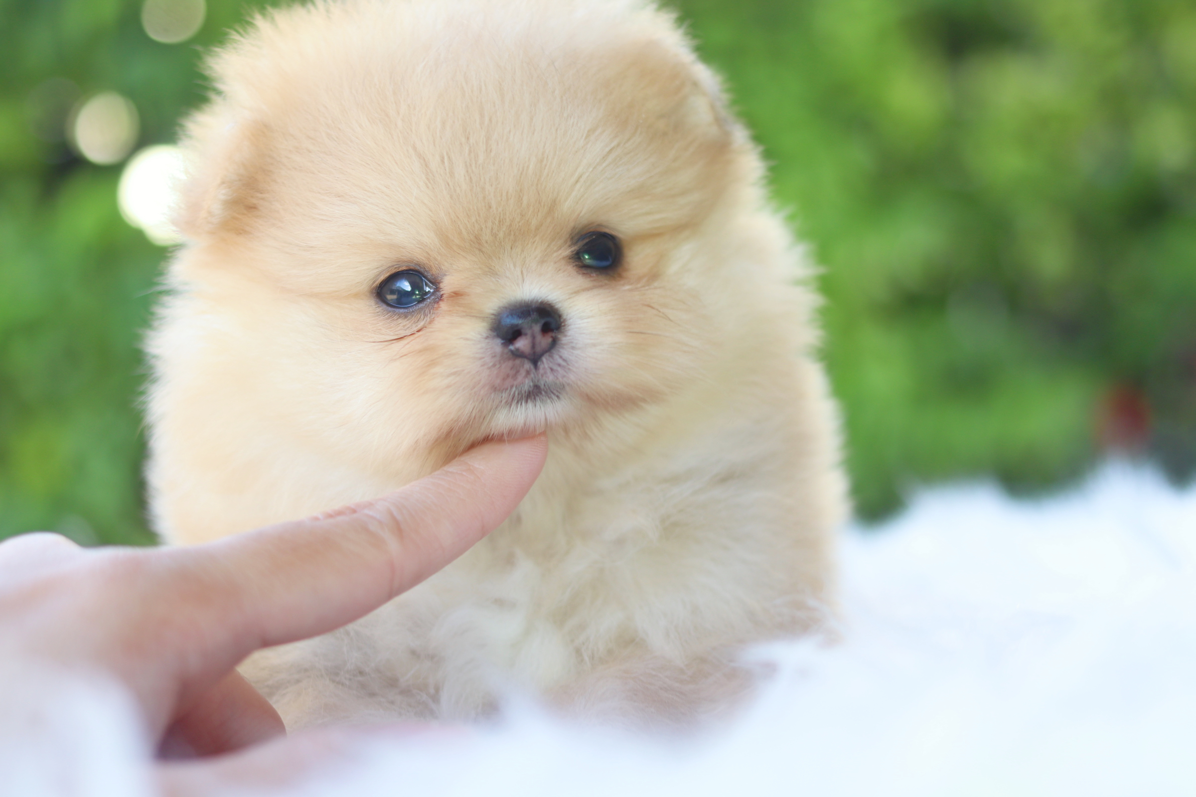 ปอมเมอเรเนียน เพศเมียสีส้ม