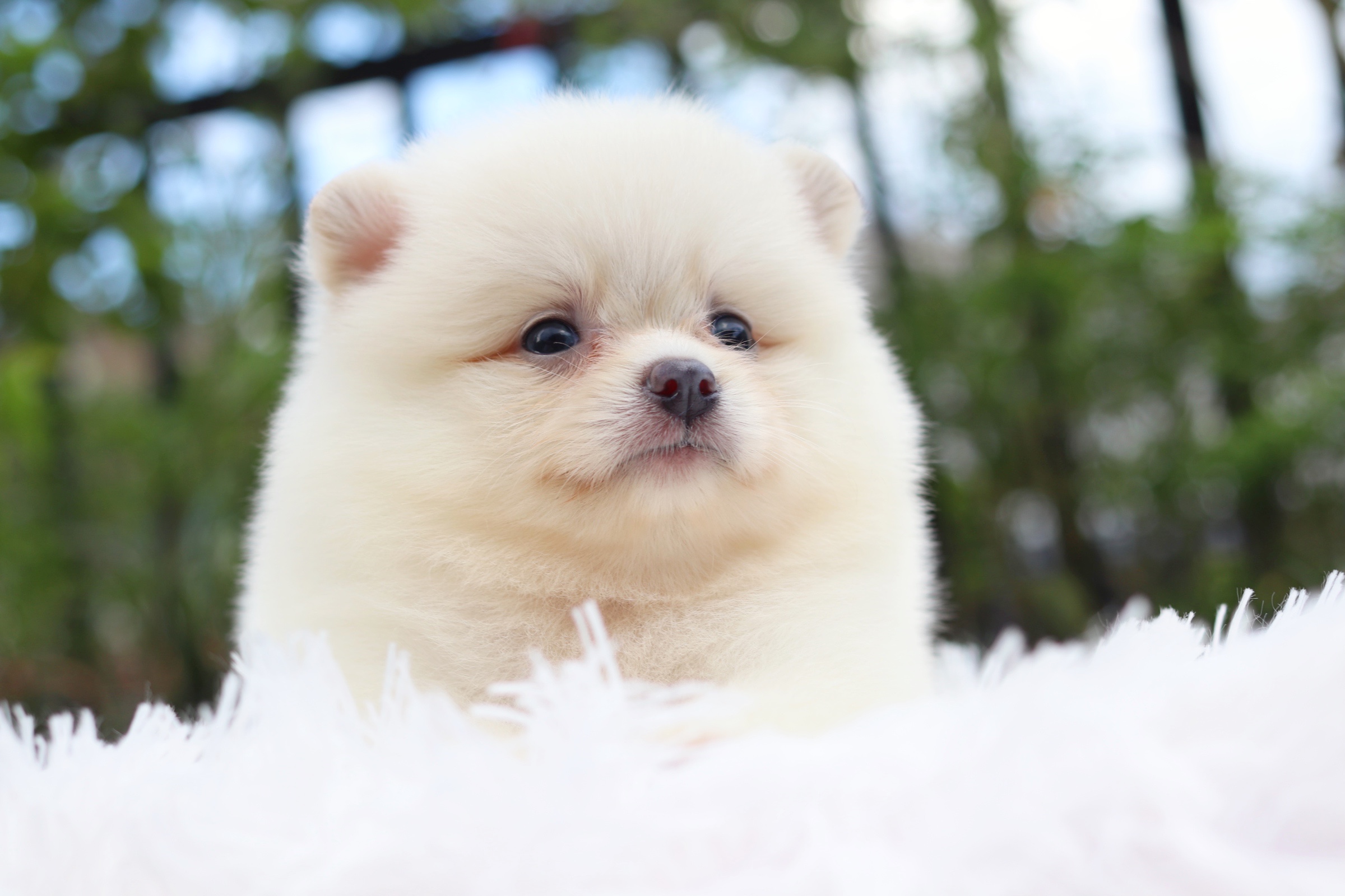 ปอมเมอเรเนียน เพศผู้ สีครีม