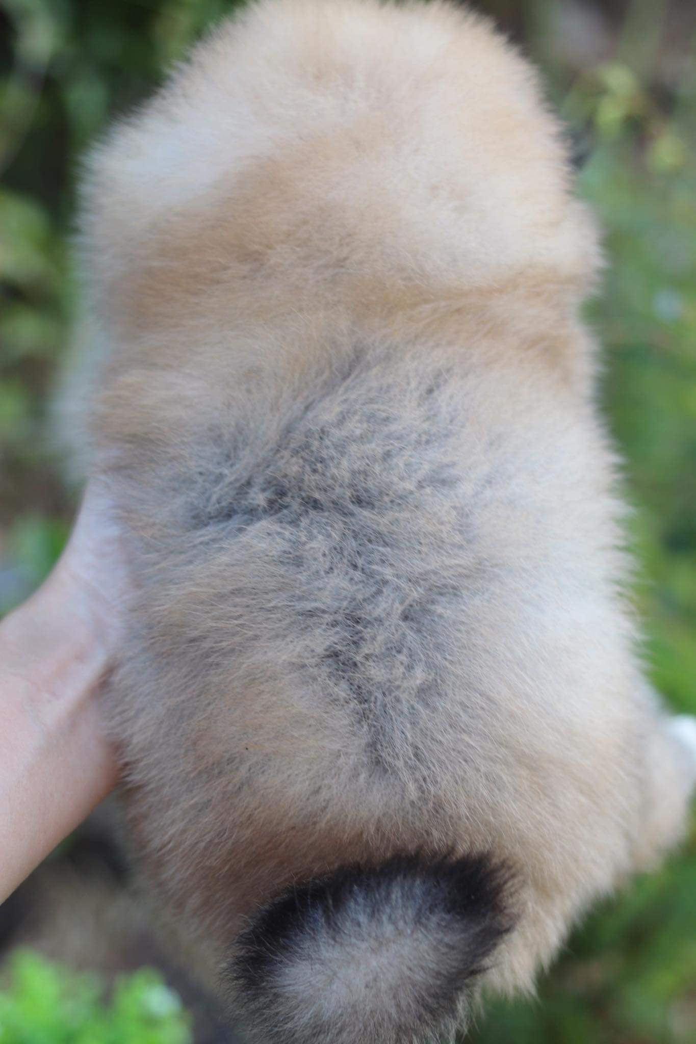 ปอมเมอเรเนียน เพศเมีย