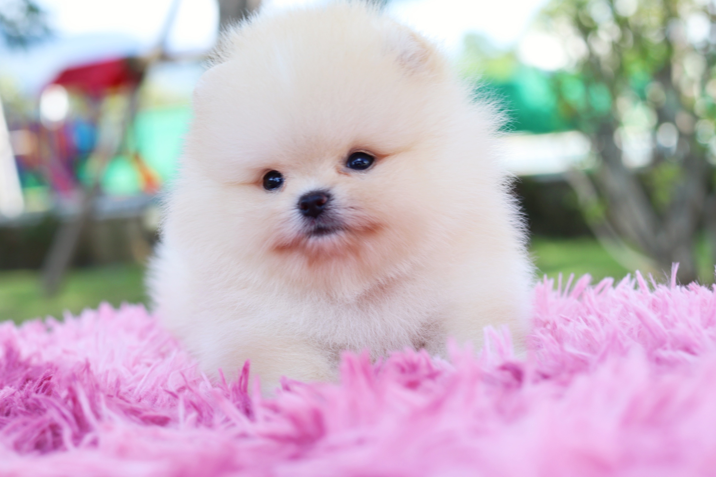 ปอมเมอเรเนียน เพศผู้ สีครีม ไซส์เล็กเกรดโชว์