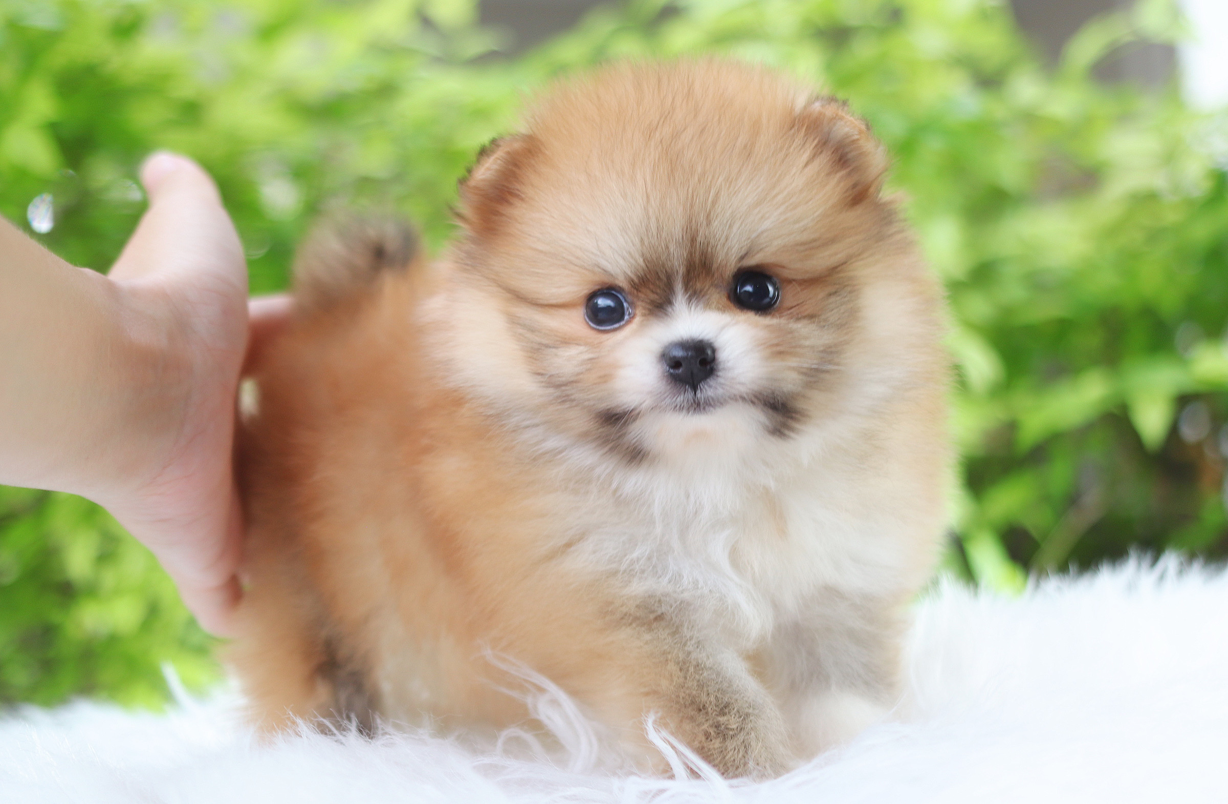 ปอมเมอเรเนียน เพศผู้สีส้มเกรดโชว์