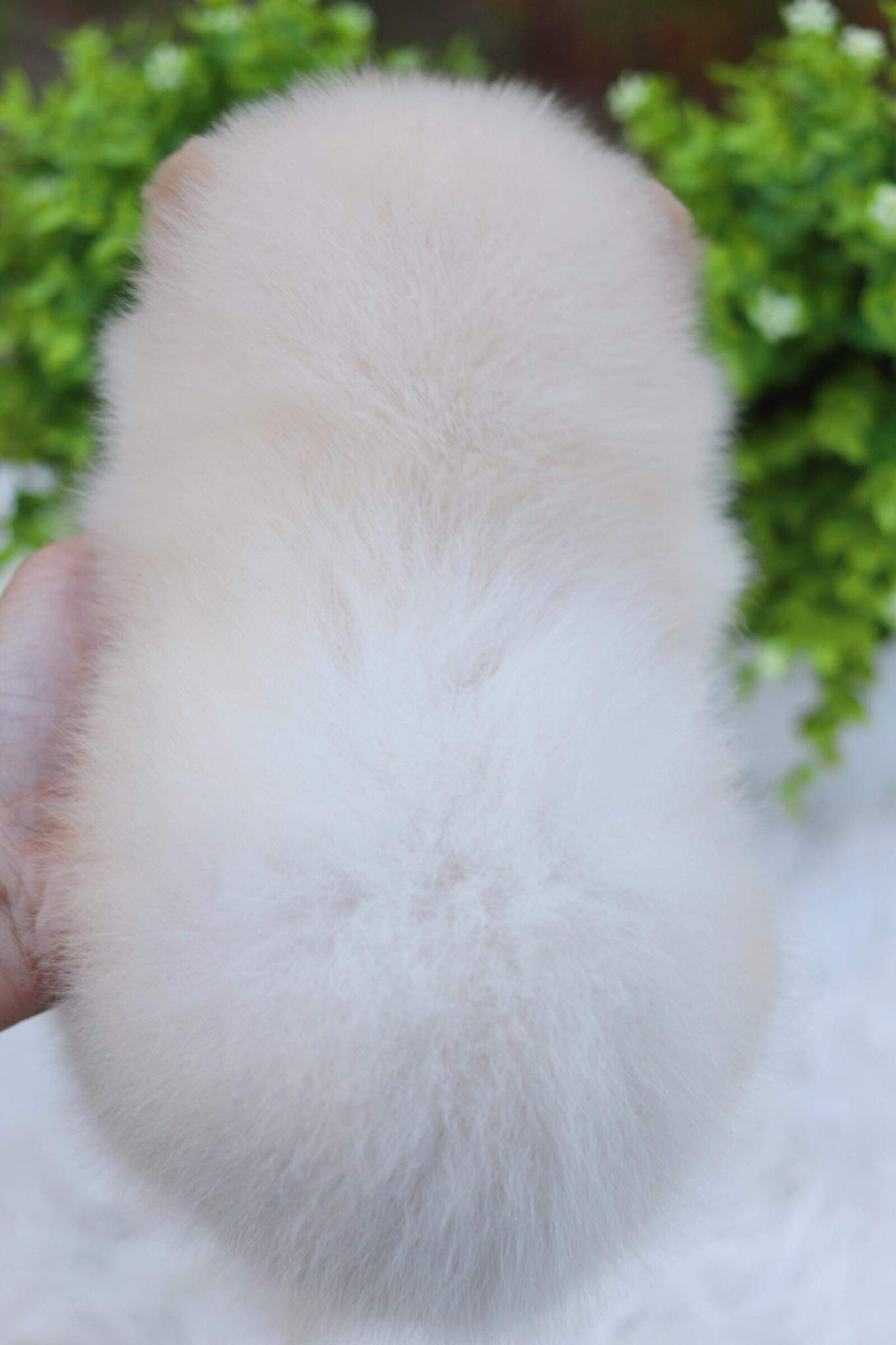 ปอมเมอเรเนียน เพศเมีย