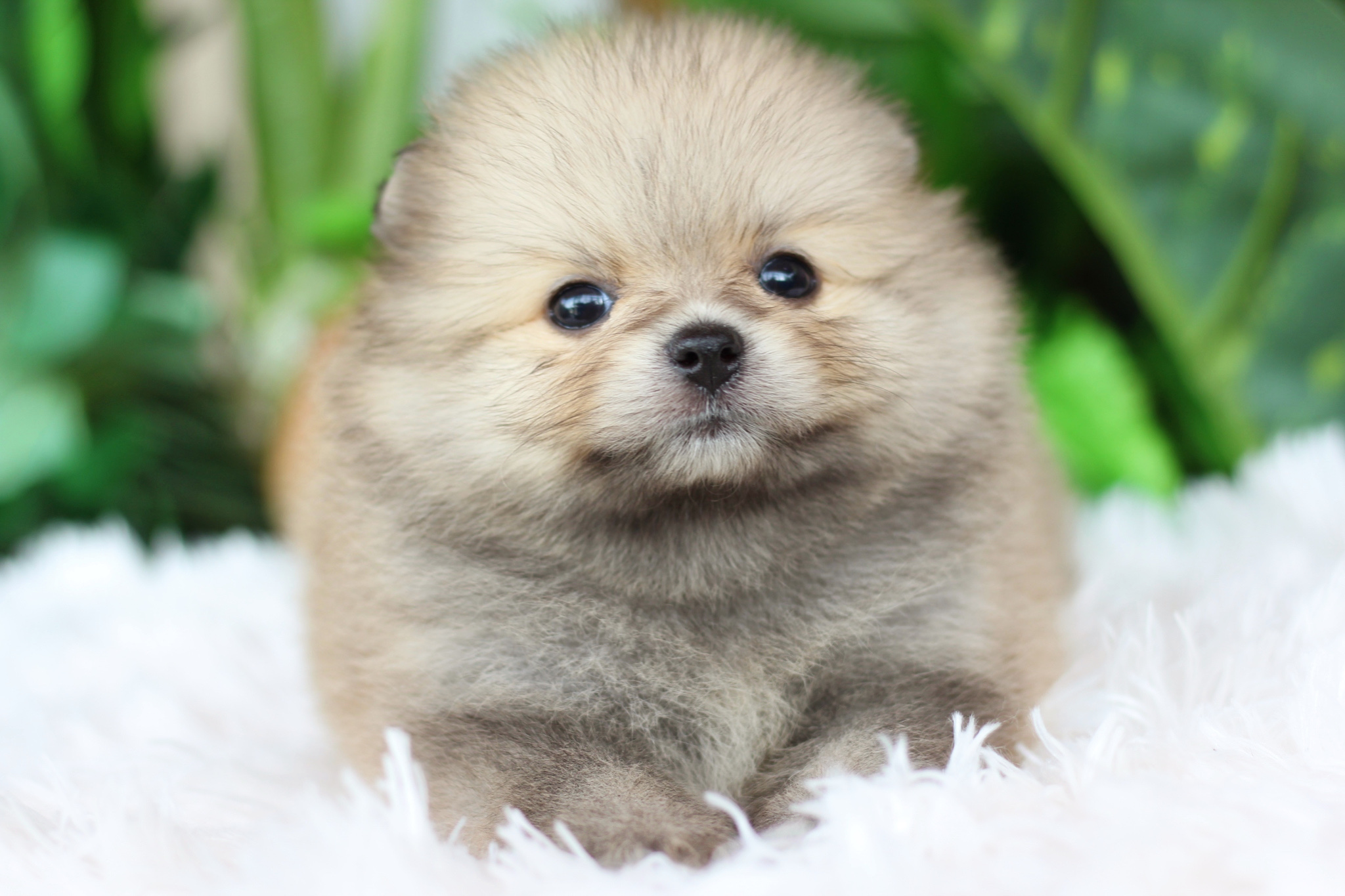 ปอมเมอเรเนียน เพศเมียสีส้ม