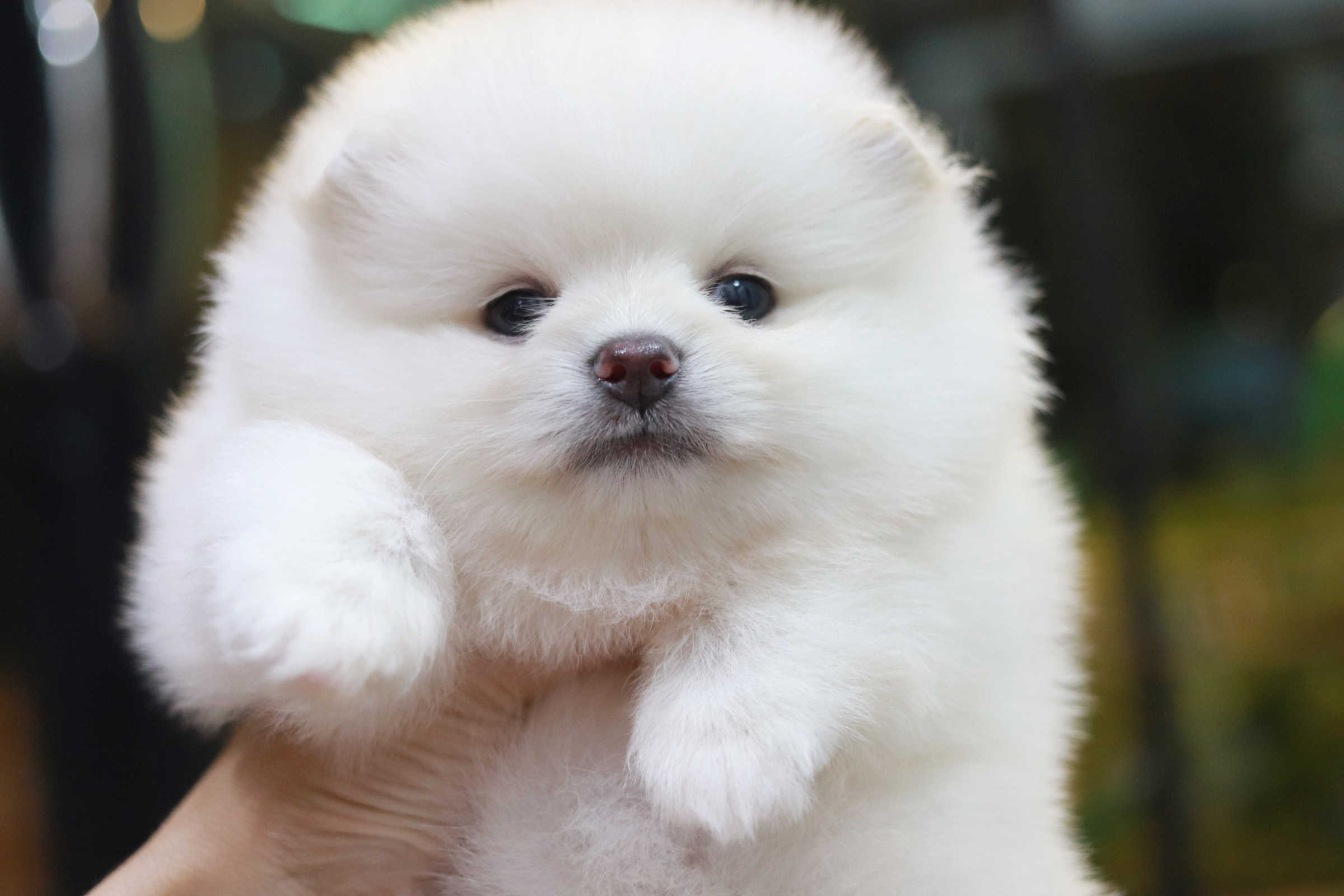 ปอมเมอเรเนียน เพศผู้ สีขาวครีม