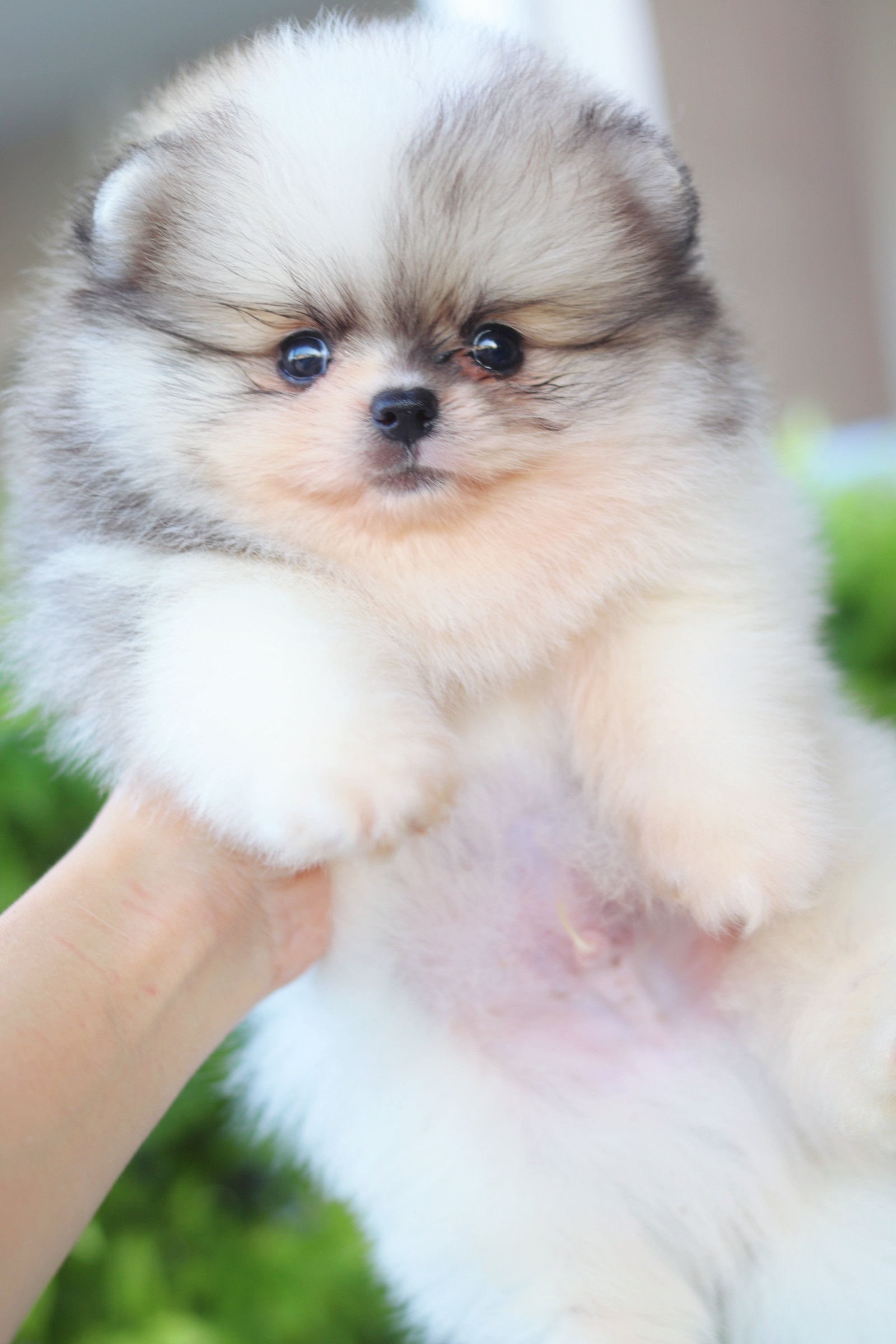 ปอมเมอเรเนียน เพศผู้ สีแฟนซี