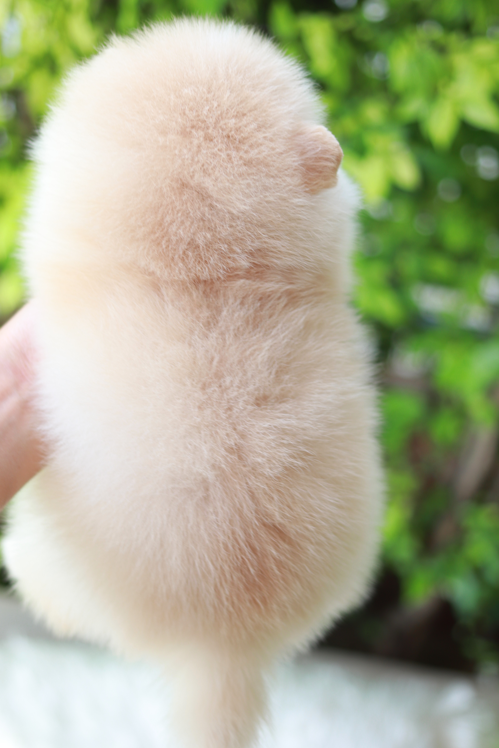 ปอมเมอเรเนียน เพศผู้สีครีม