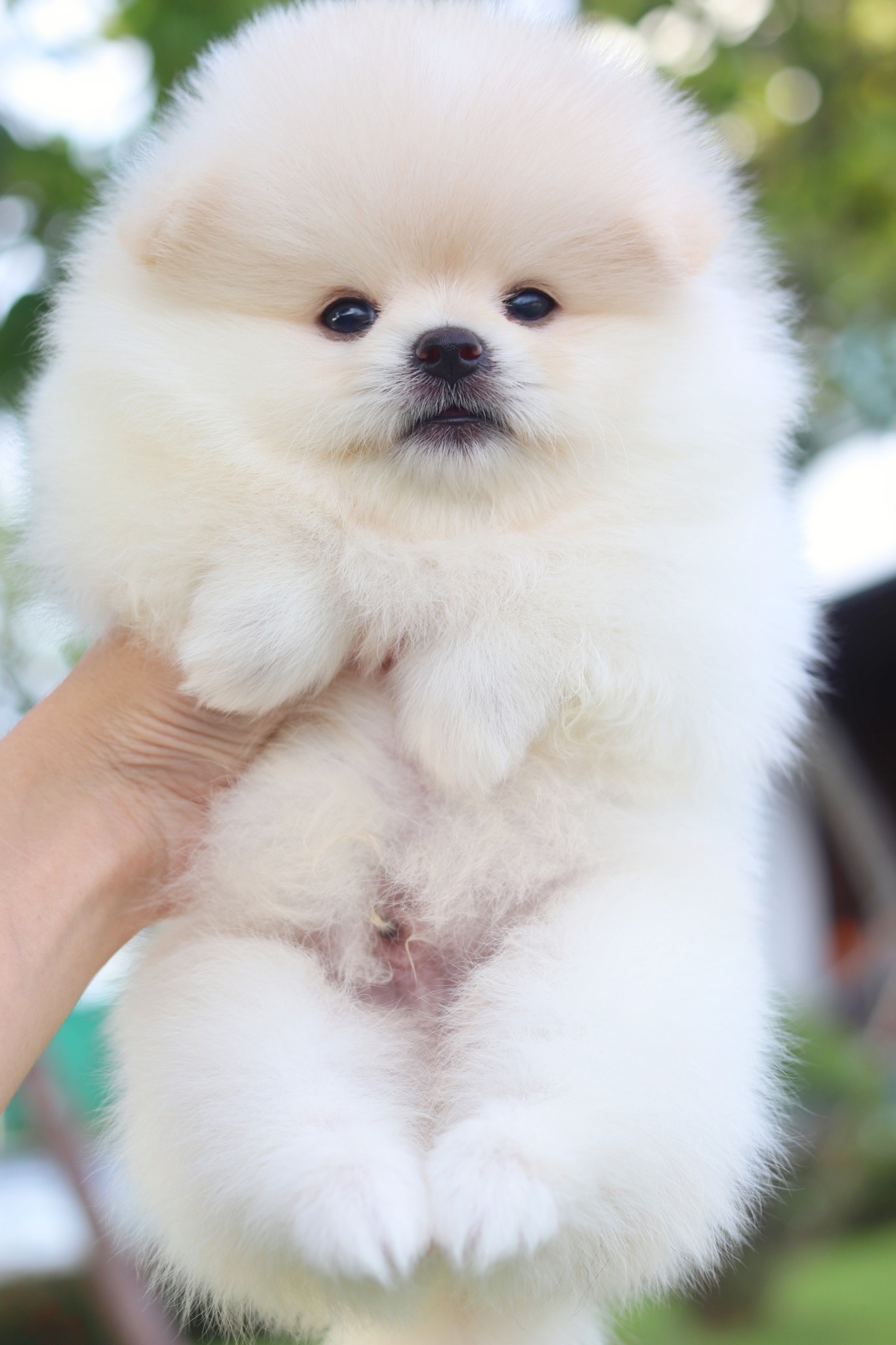 ปอมเมอเรเนียน เพศผู้สีขาวครีมเกรดโชว์