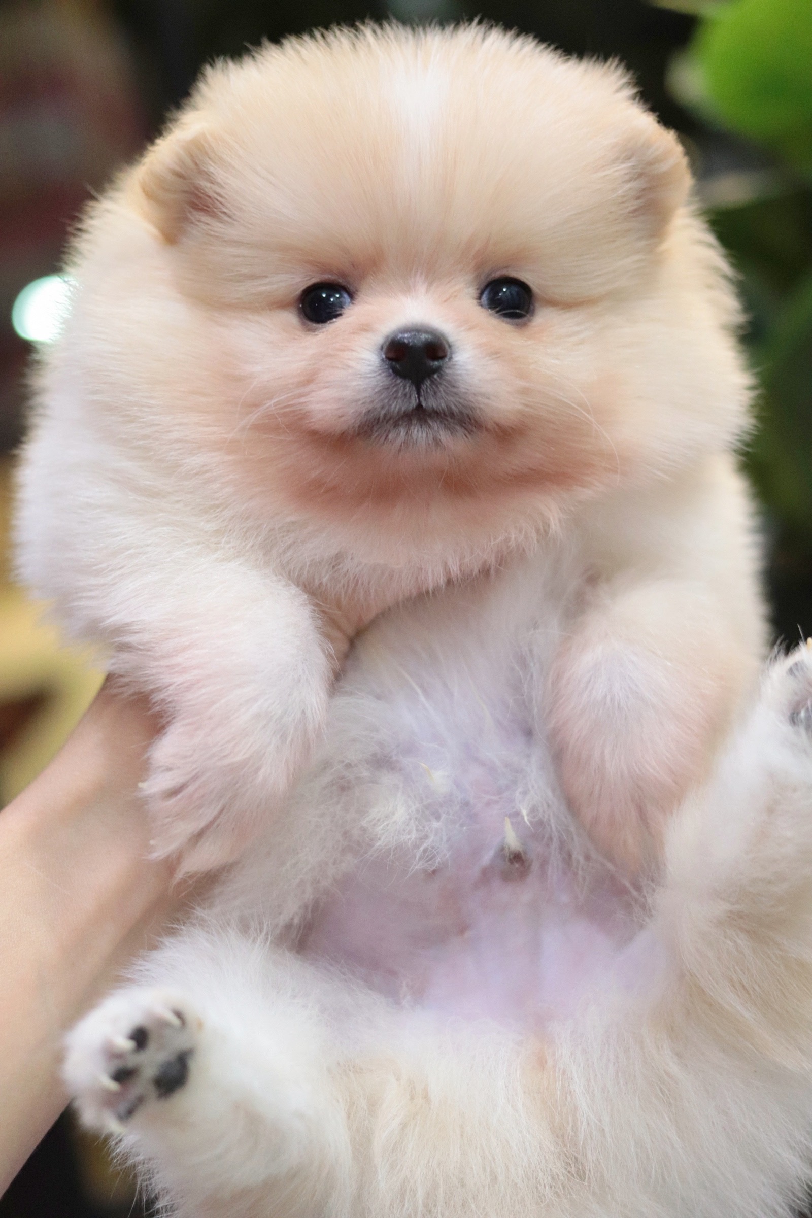 ปอมเมอเรเนียน เพศผู้ สีครีม