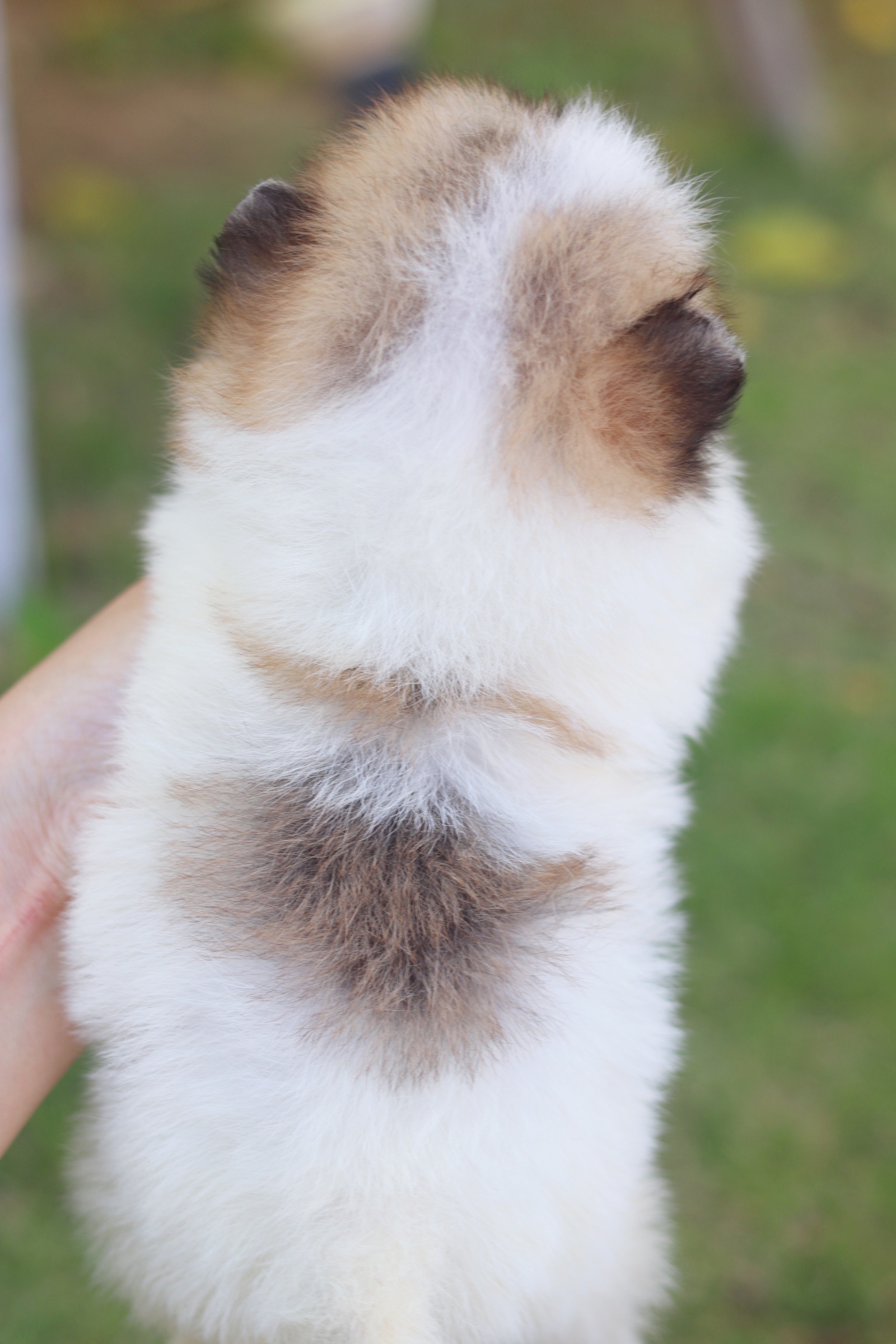 ปอมเมอเรเนียน เพศเมียแฟนซี จิ๋ว