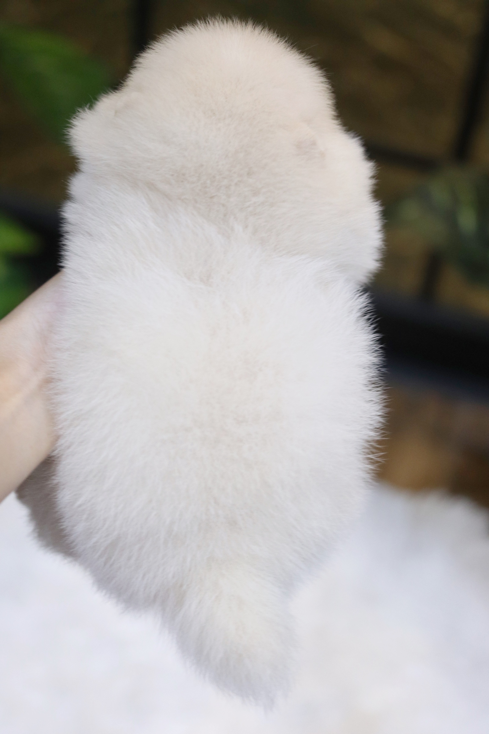 ปอมเมอเรเนียน เพศเมียสีขาวครีม