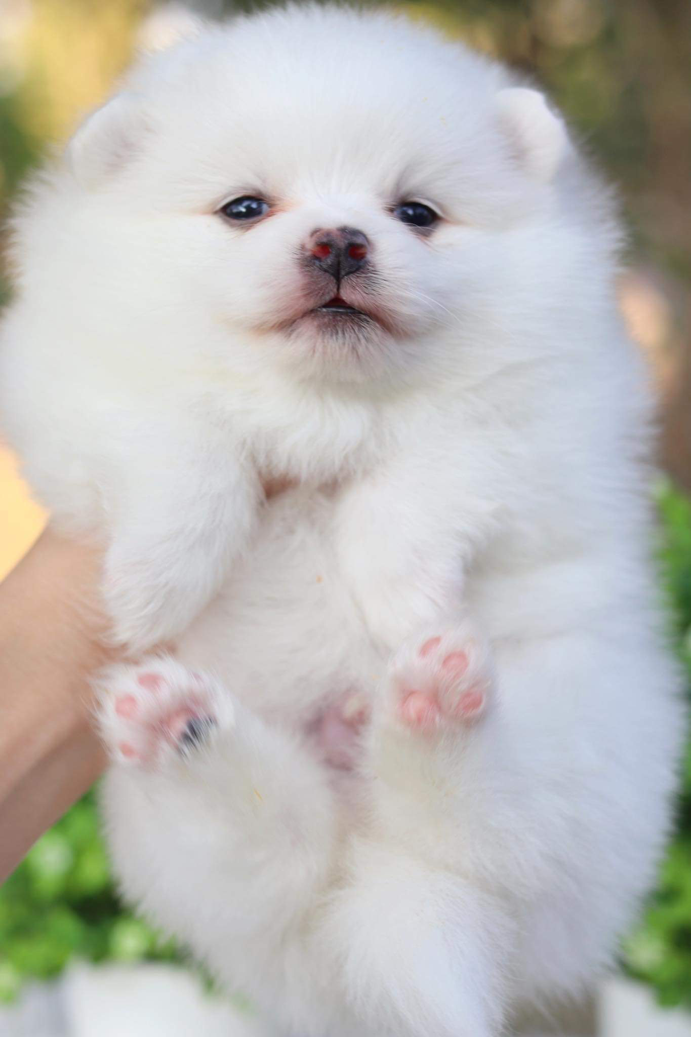 ปอมเมอเรเนียน เพศผู้