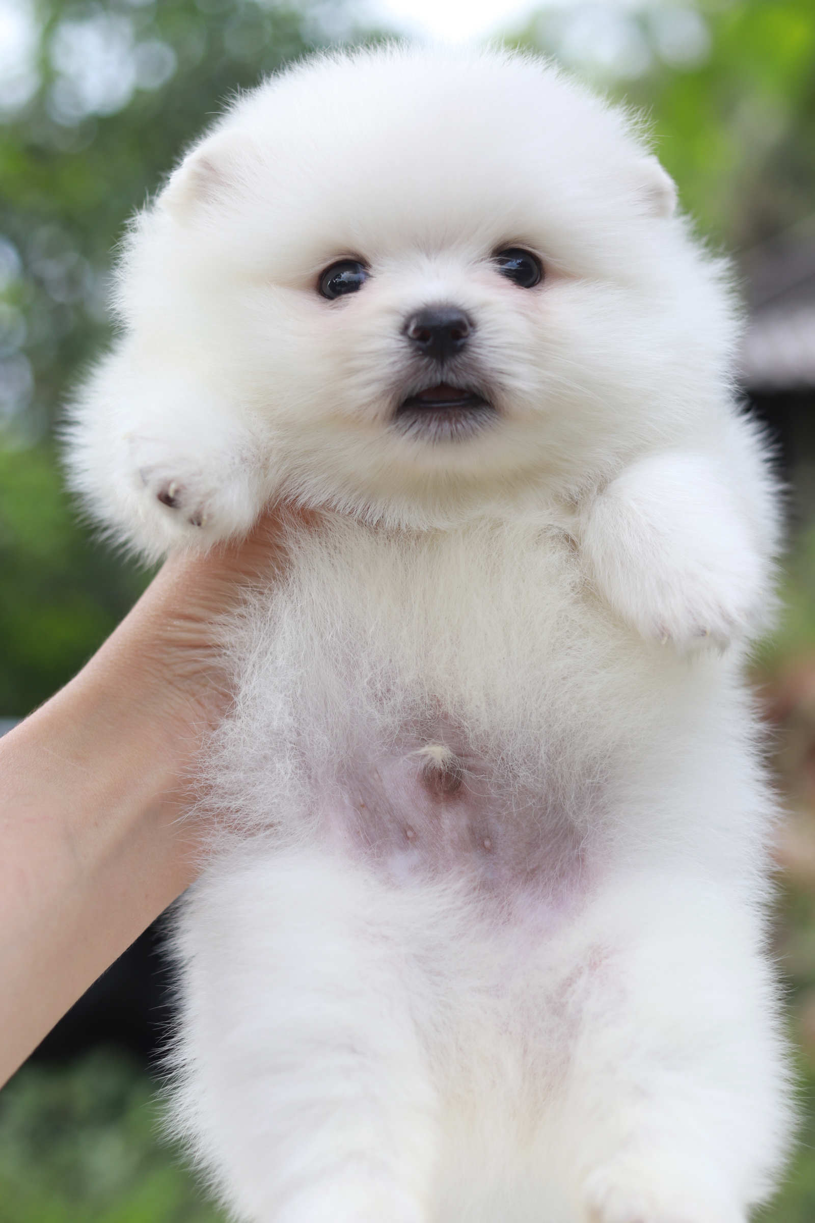 ปอมเมอเรเนียน เพศผู้ ขาวครีม