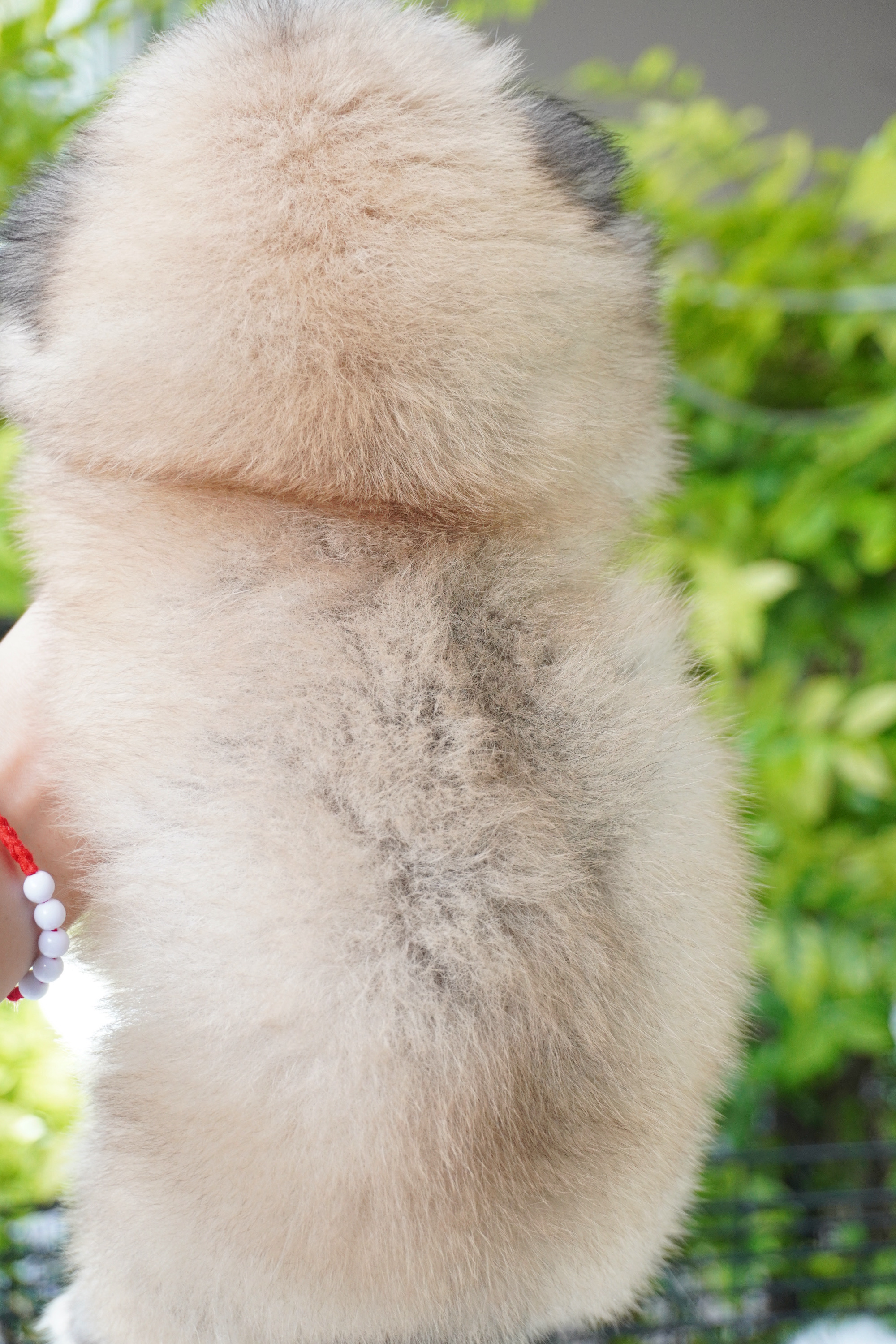 ปอมเมอเรเนียน เพศเมียสีส้ม