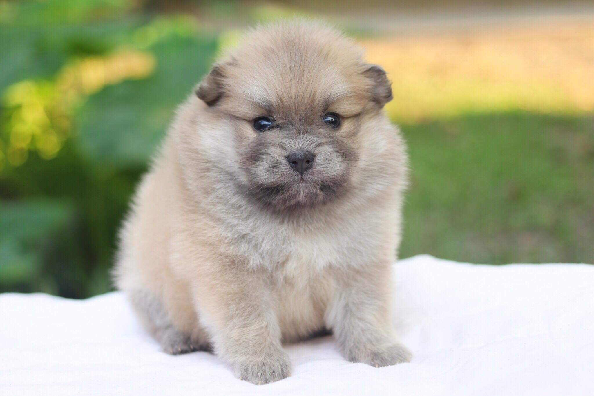 ปอมเมอเรเนียน เพศผู้